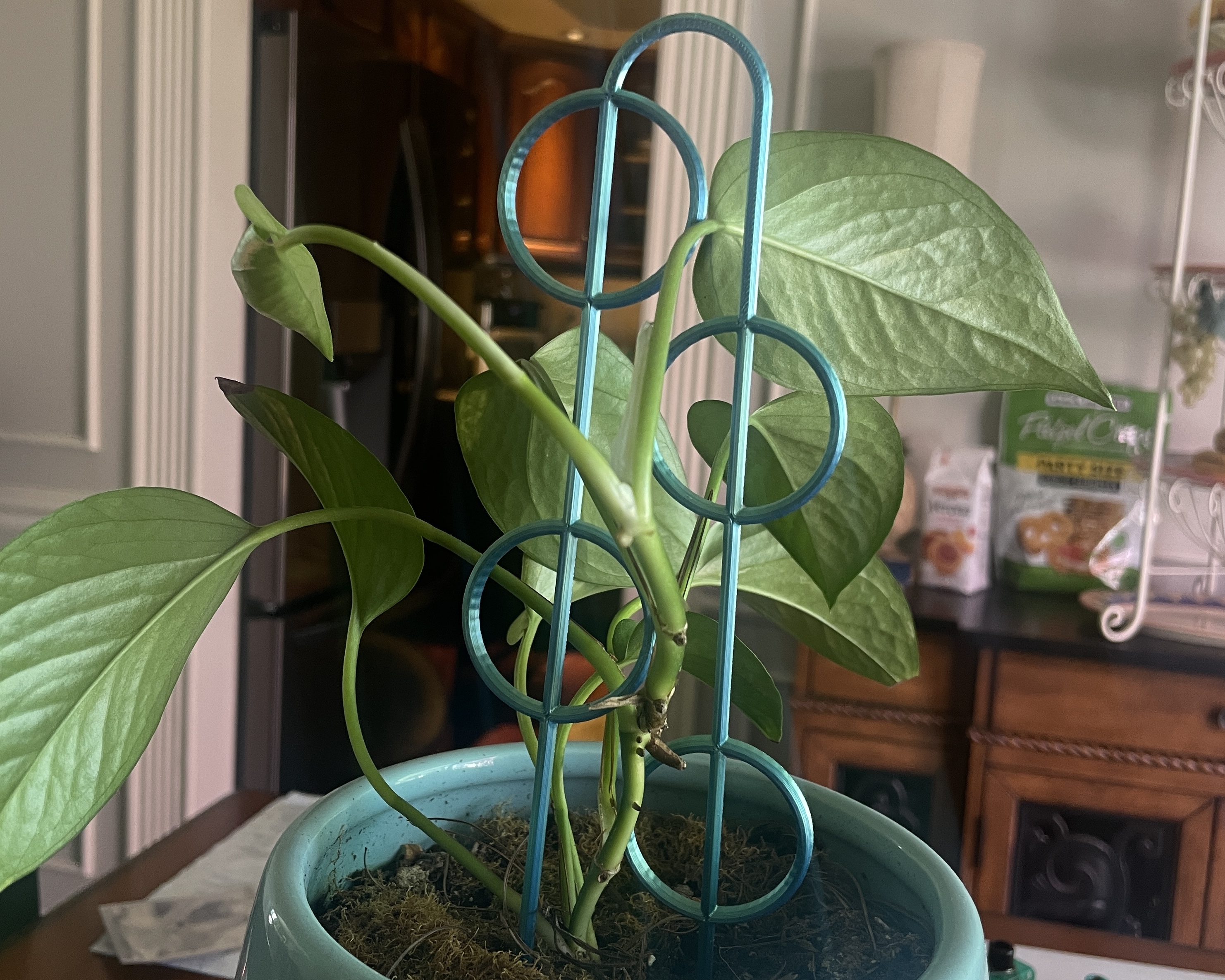 Circles Plant Trellis