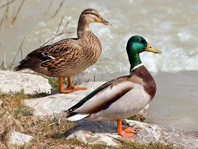LOUD Duck Call