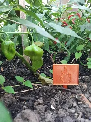 Caution Hot Plant Tag