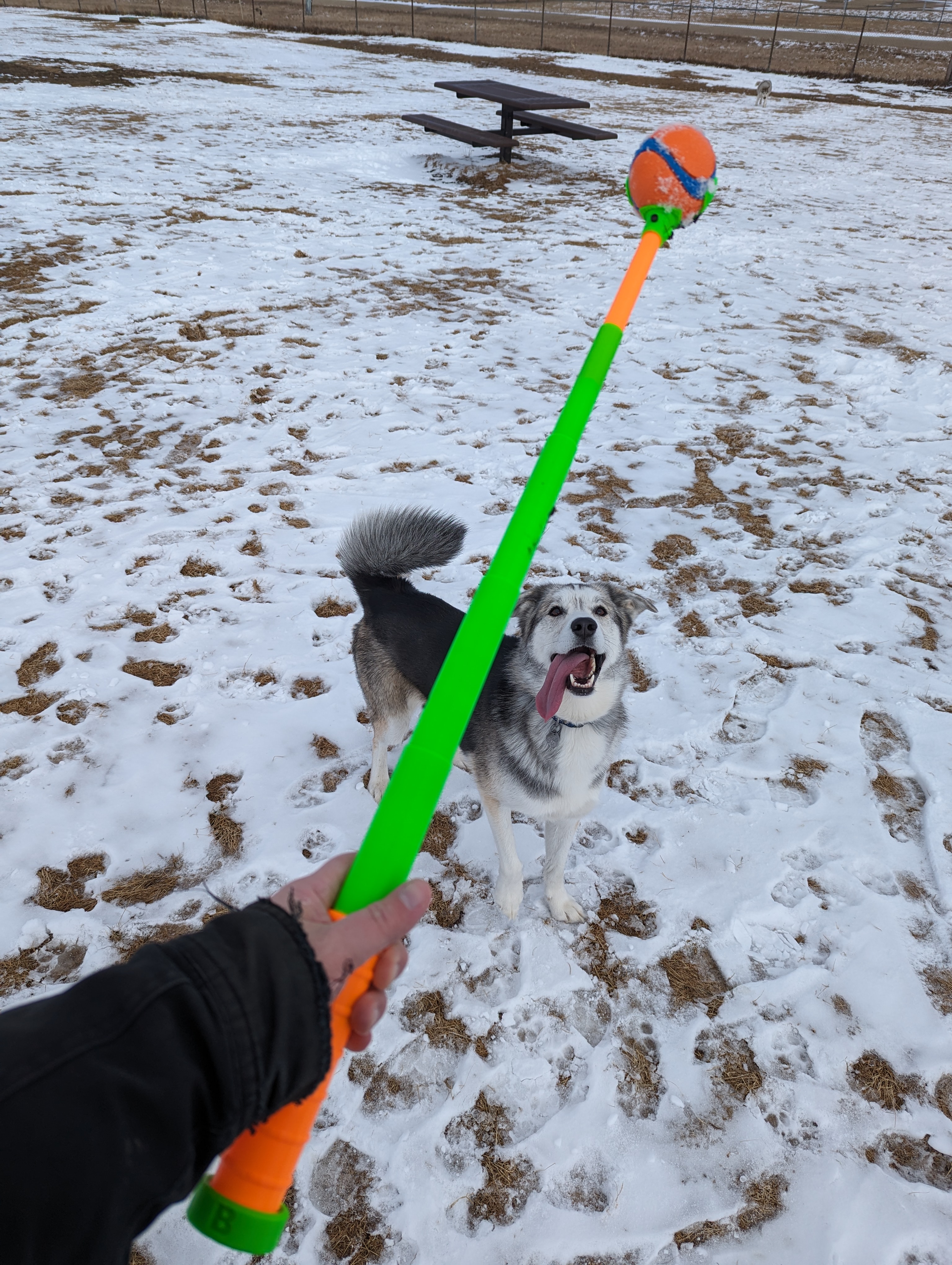 Collapsable Tennis Ball Thrower