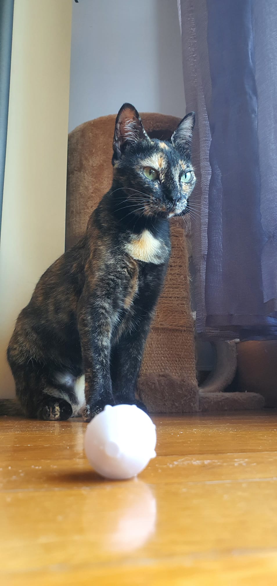 Small Cat toy