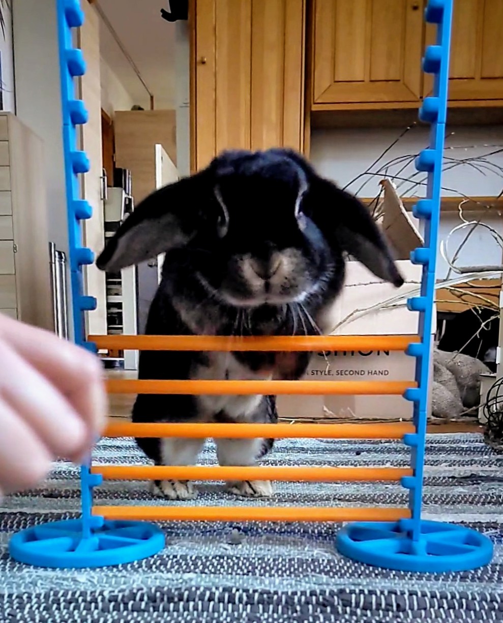 Bunny Obstacle/Hurdle