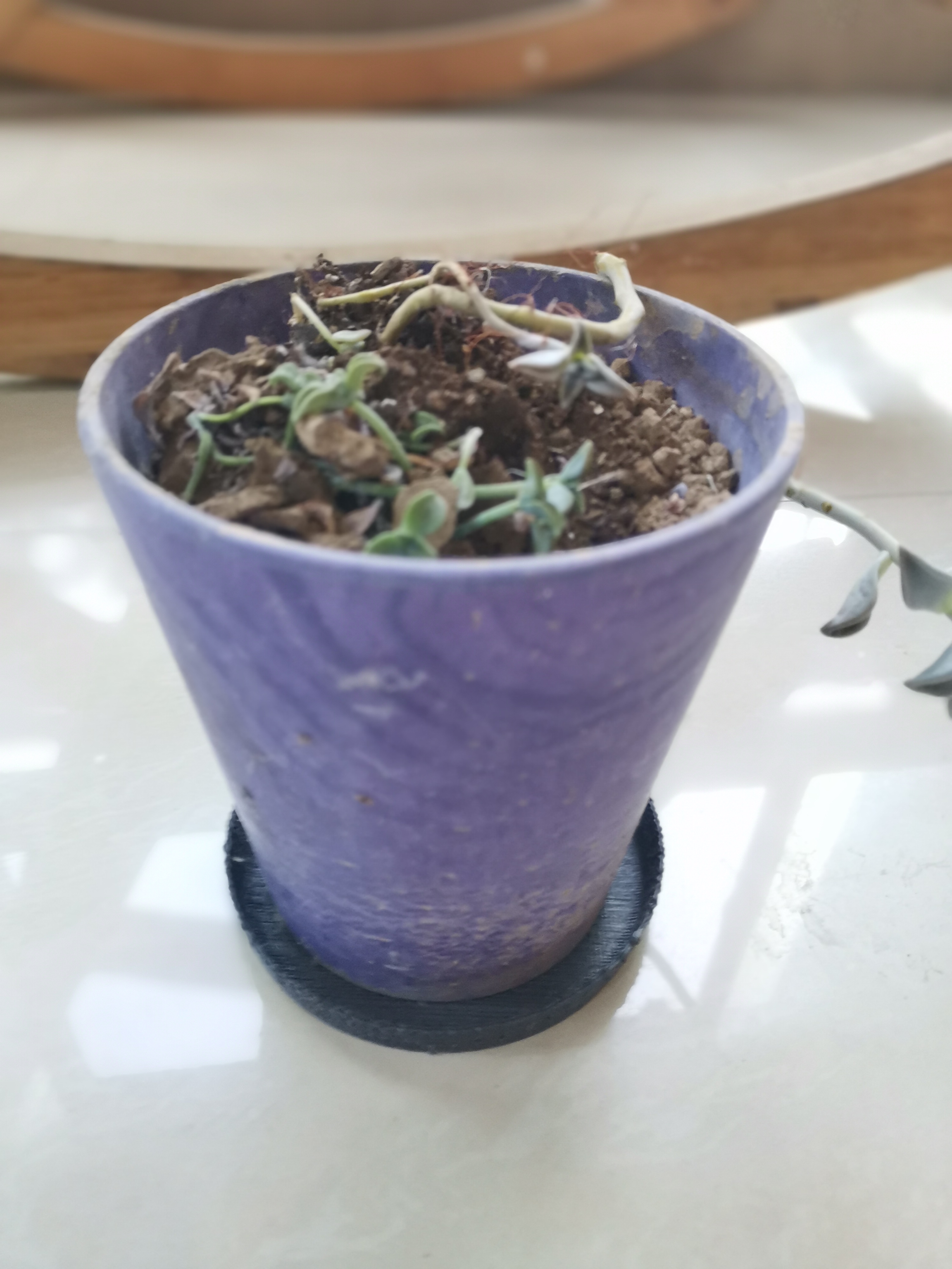 Plant Saucer — miniatura 3