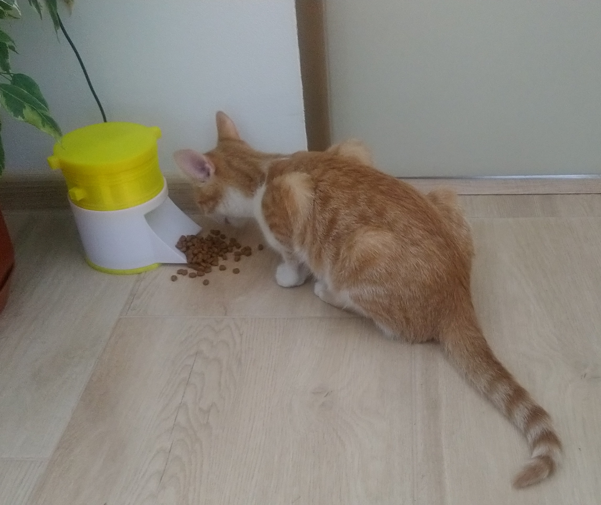 Small cat feeder