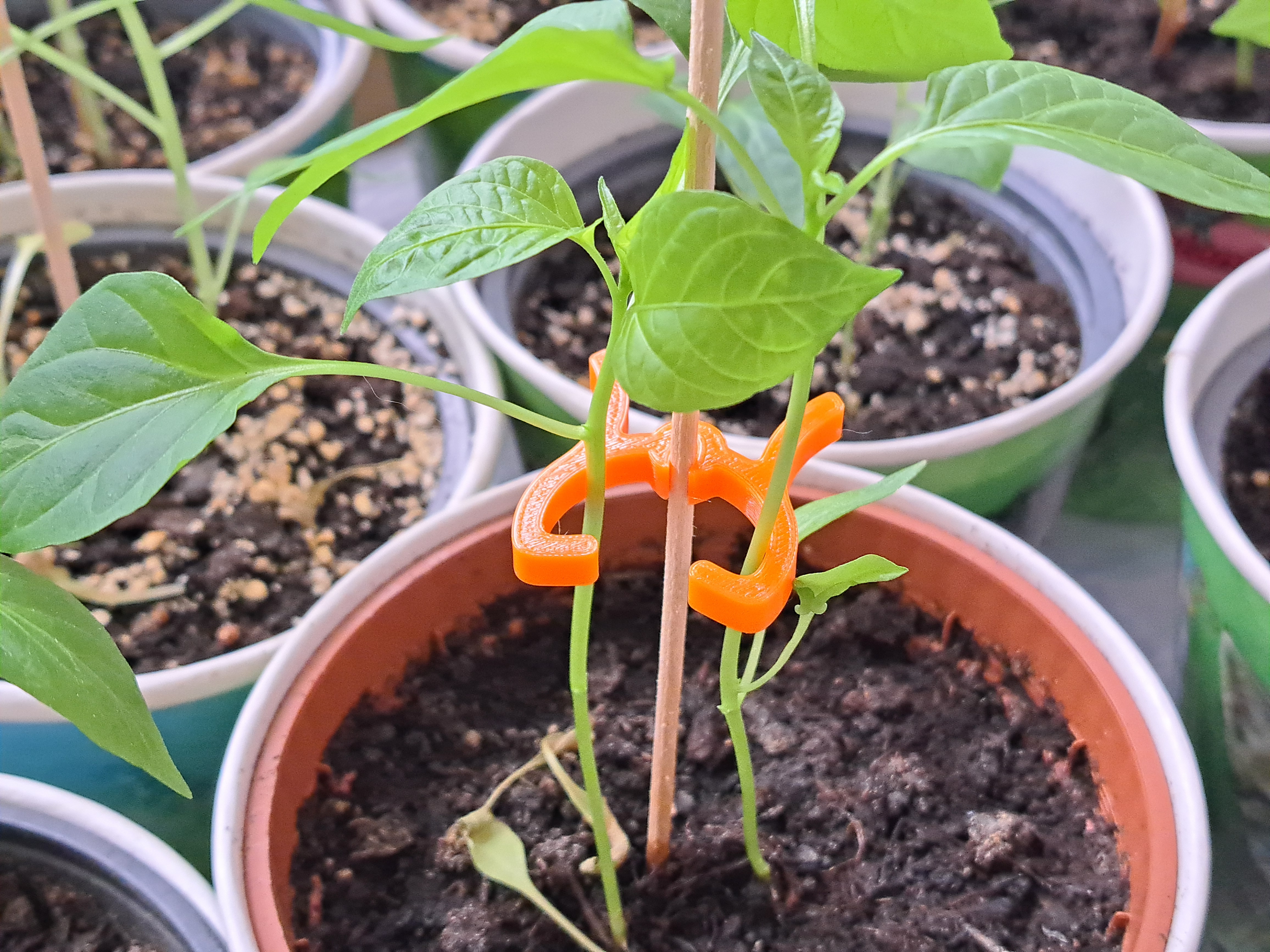 Držák rostlin k špejli - Plant holder for skewers