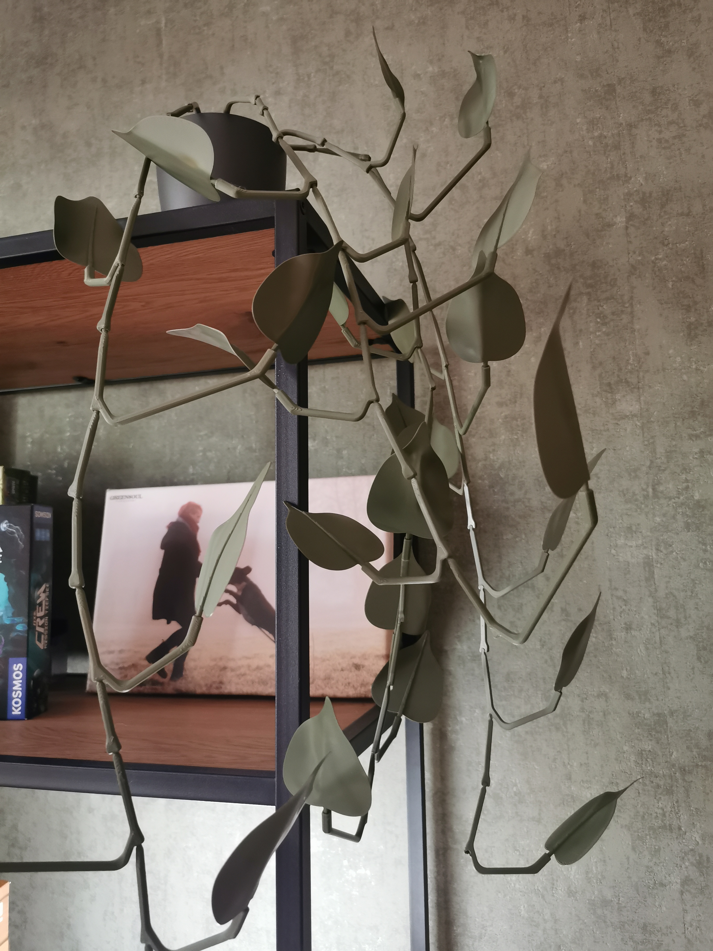 'Nerd' plant, Efeutute, 'echte' Pflanze