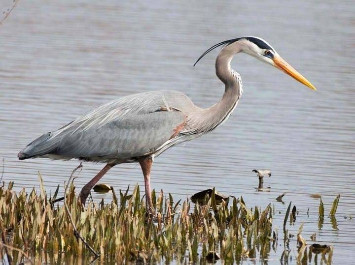 Blue Heron Bobbing Wind Toy by Simple3D | Download free STL model ...