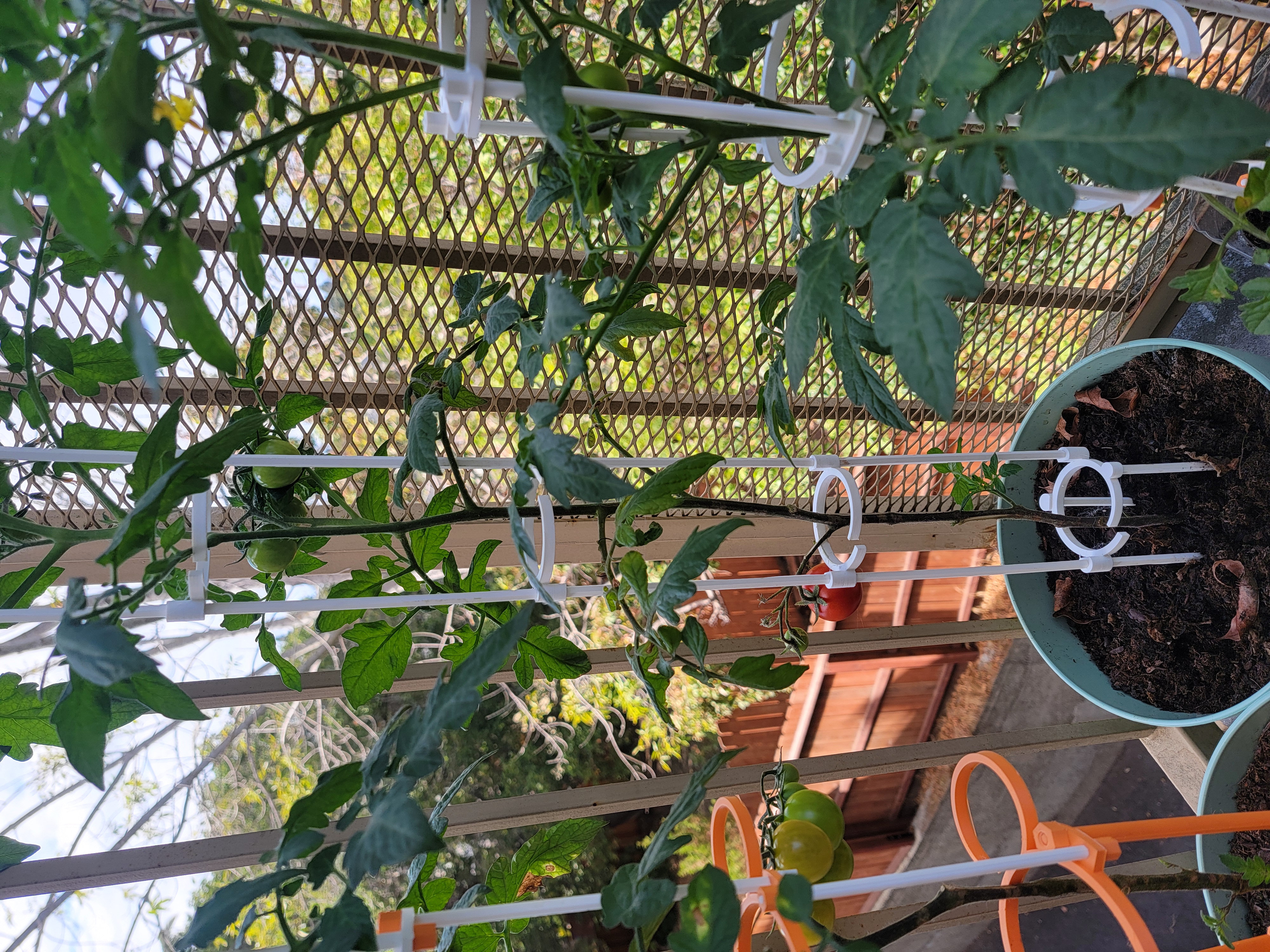 Tomato Plant Support