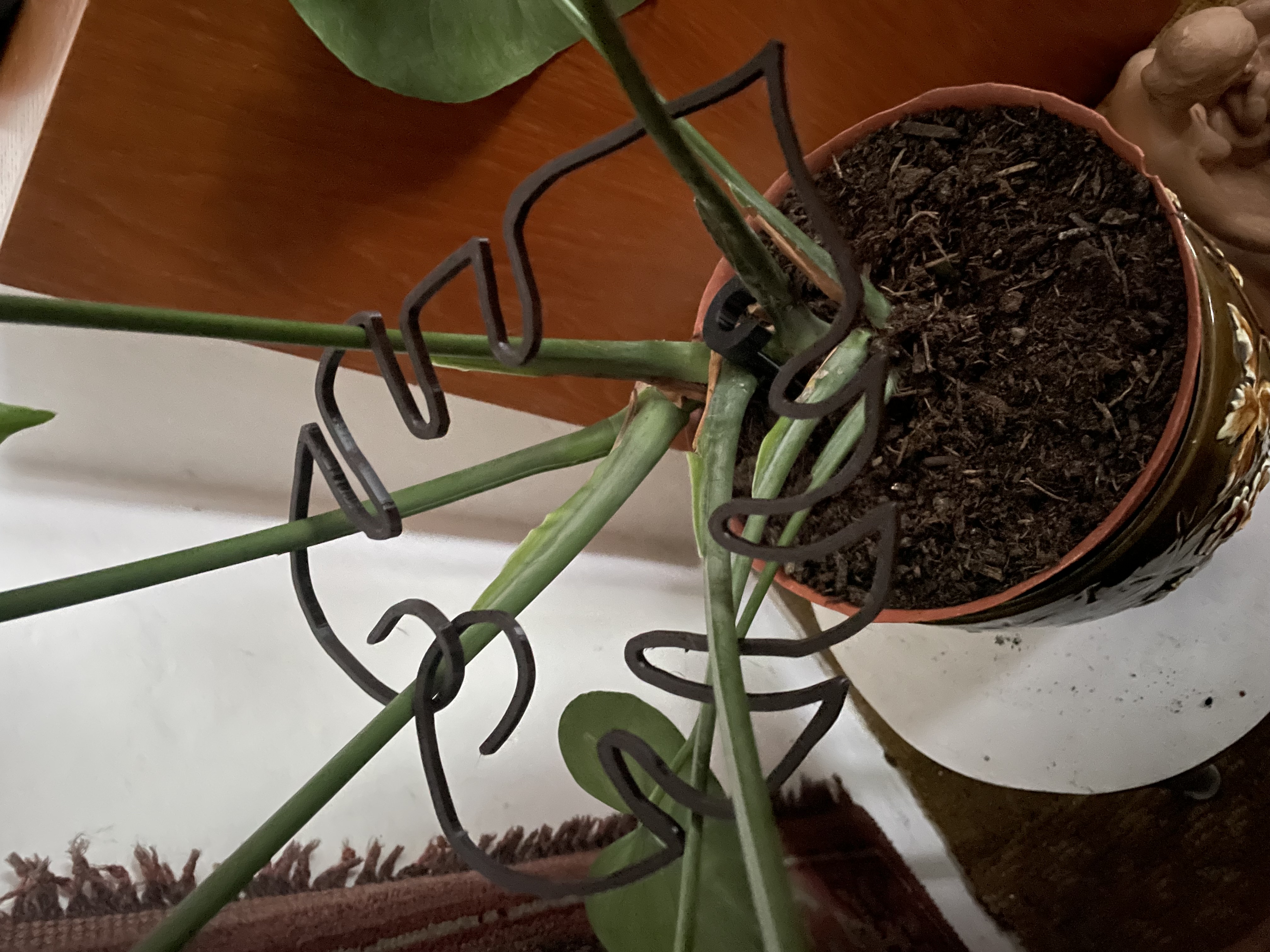 Monstera plant support