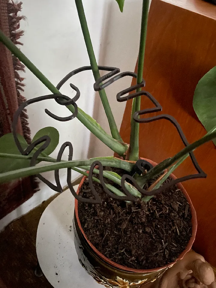 botanical name xanadu philodendron Philodendron Xanadu Plant in 10 in. (3 Gal.) Grower Pot – OnlinePlantCenter main image 0