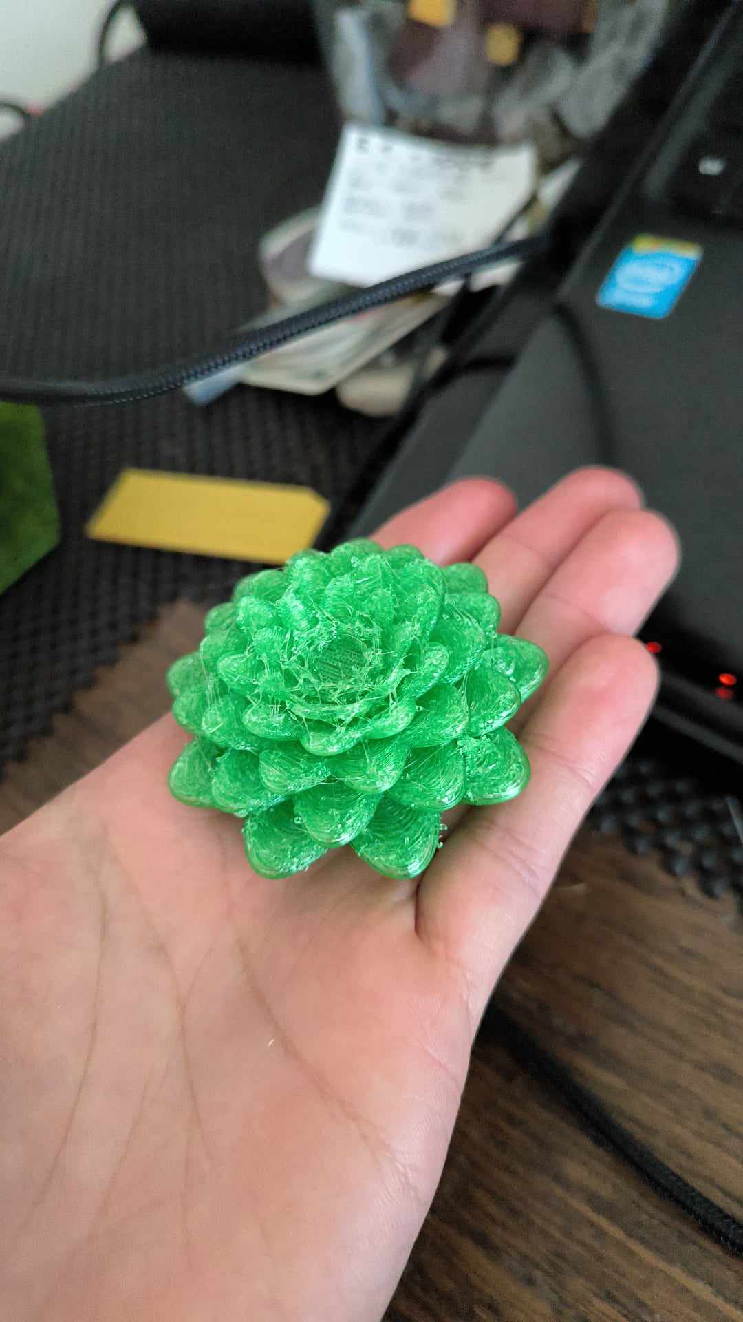 succulent