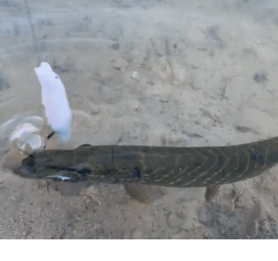 Popper pike lure