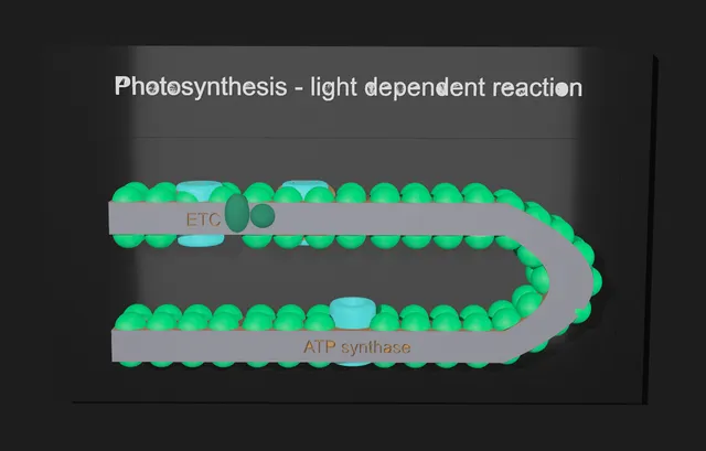 Photosynthesis Model