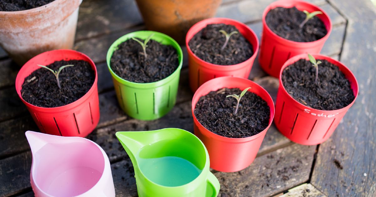 Simple, Fast And Minimalistic Plant Pot For Your Young Plants 