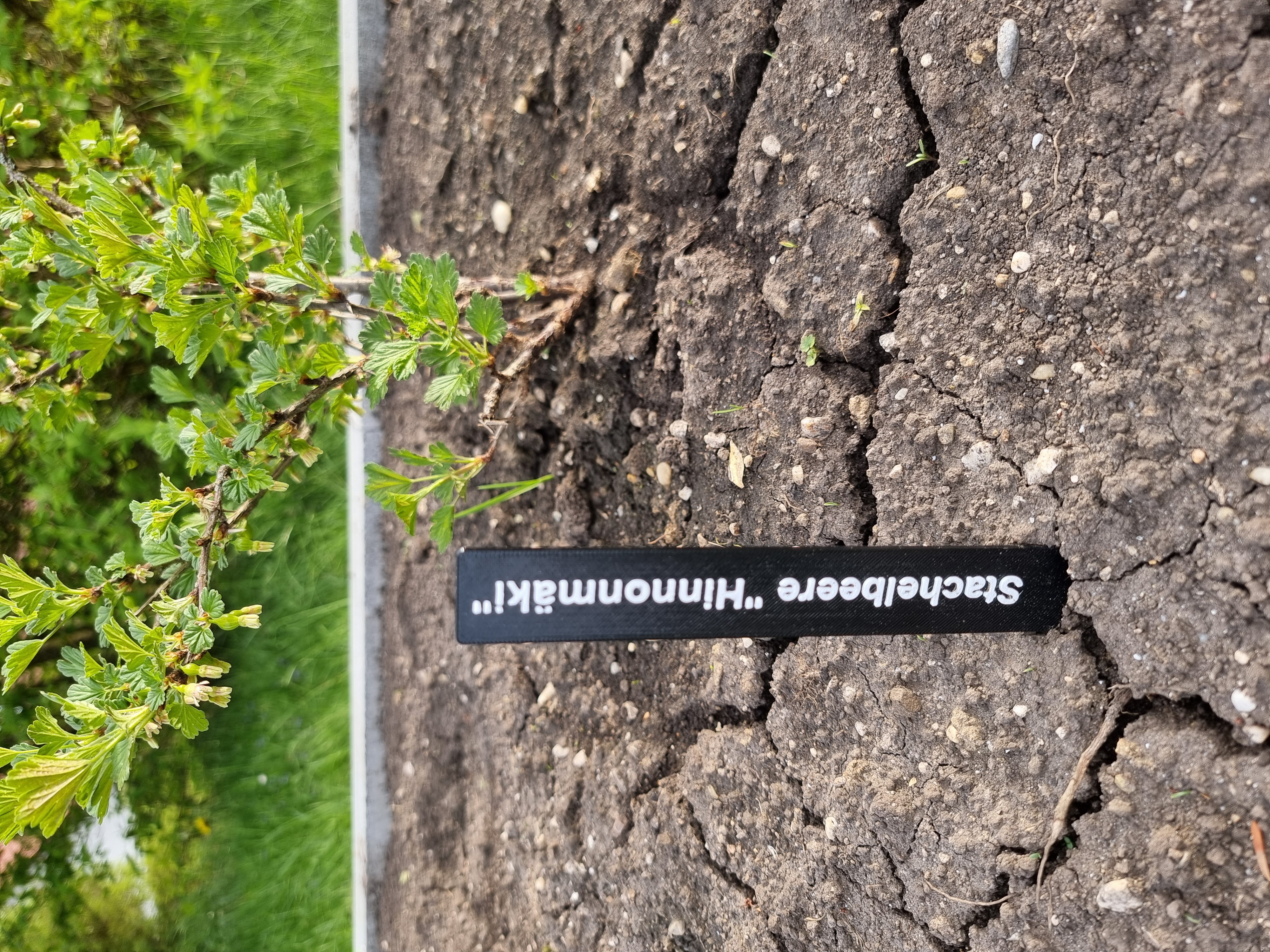 Pflanzschilder zum Beschriften für Garten und homegrow, Plant signs for labeling for garden and homegrow