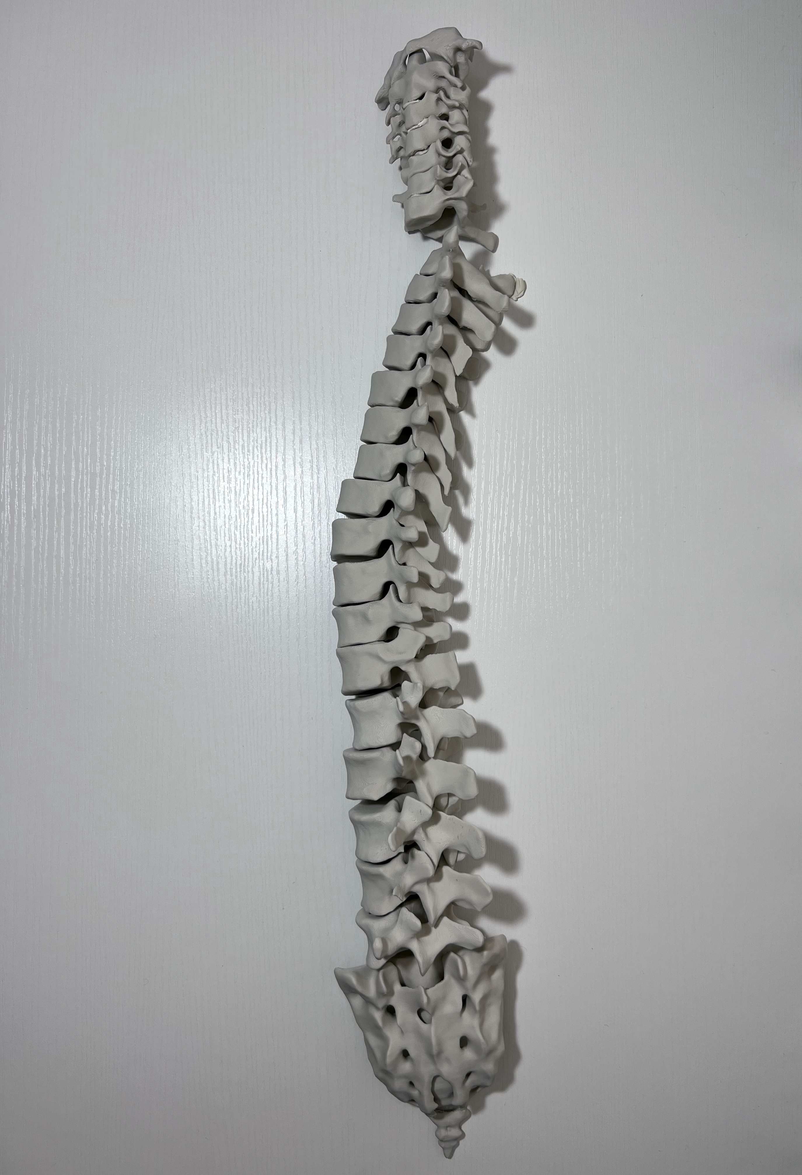 Miniatura 3 do modelo 3D Human Vertebral Column