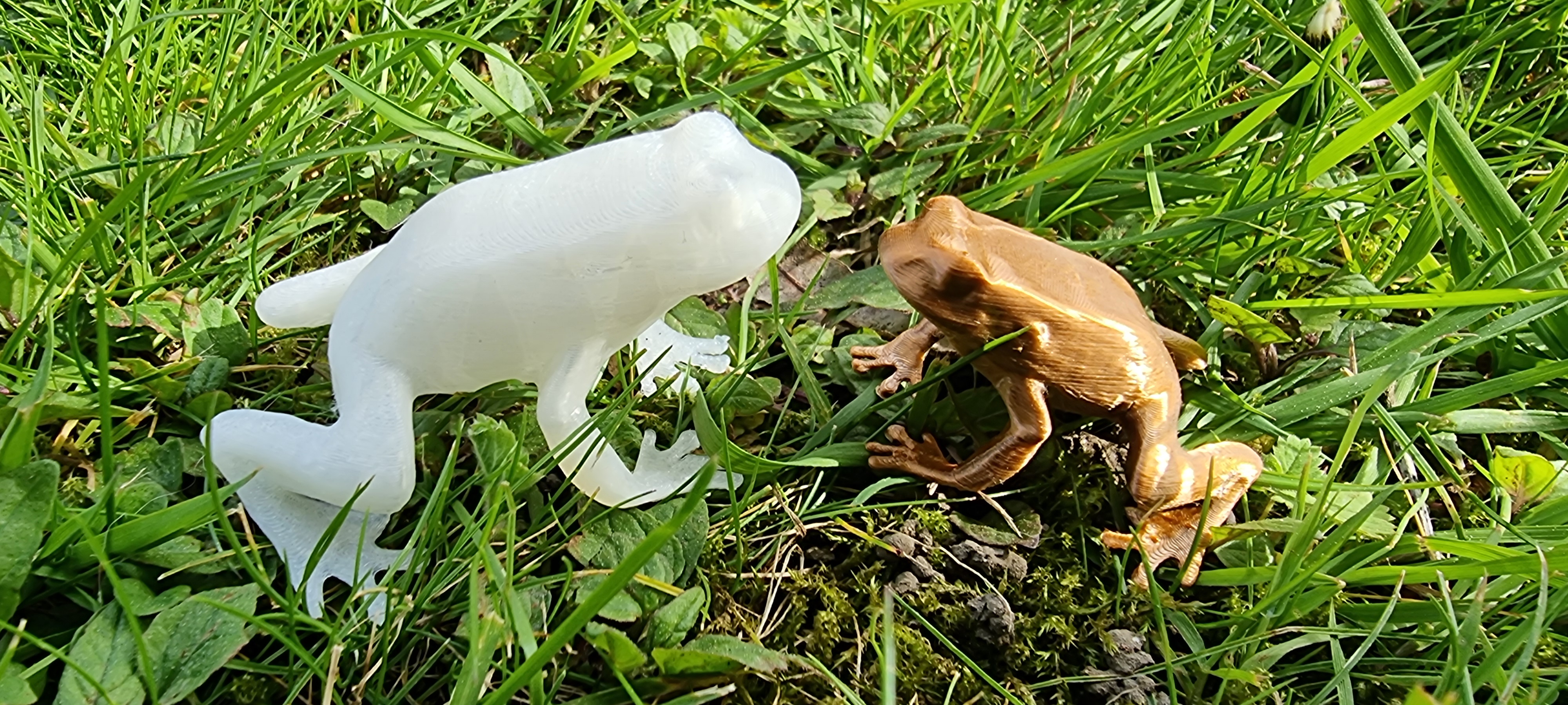 Frog