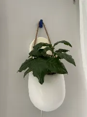 Image preview