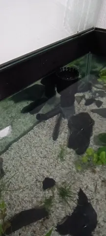 Aqarium skimmer