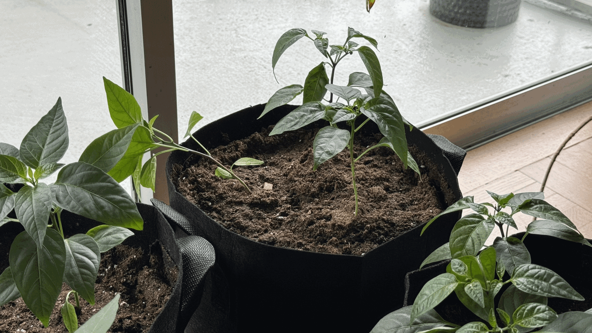 Planting Stake with Clips — miniatura 11