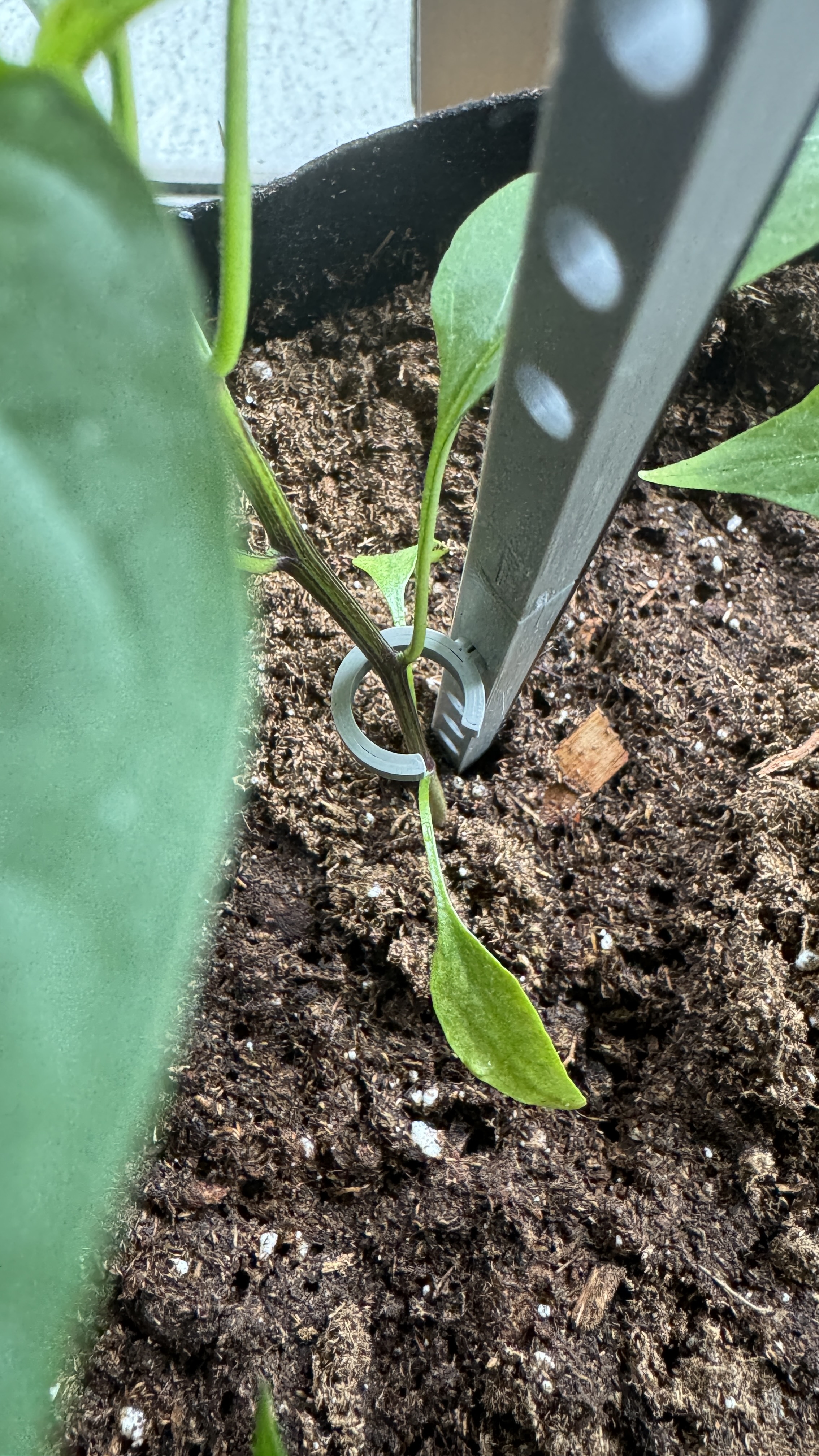 Planting Stake with Clips — miniatura 10