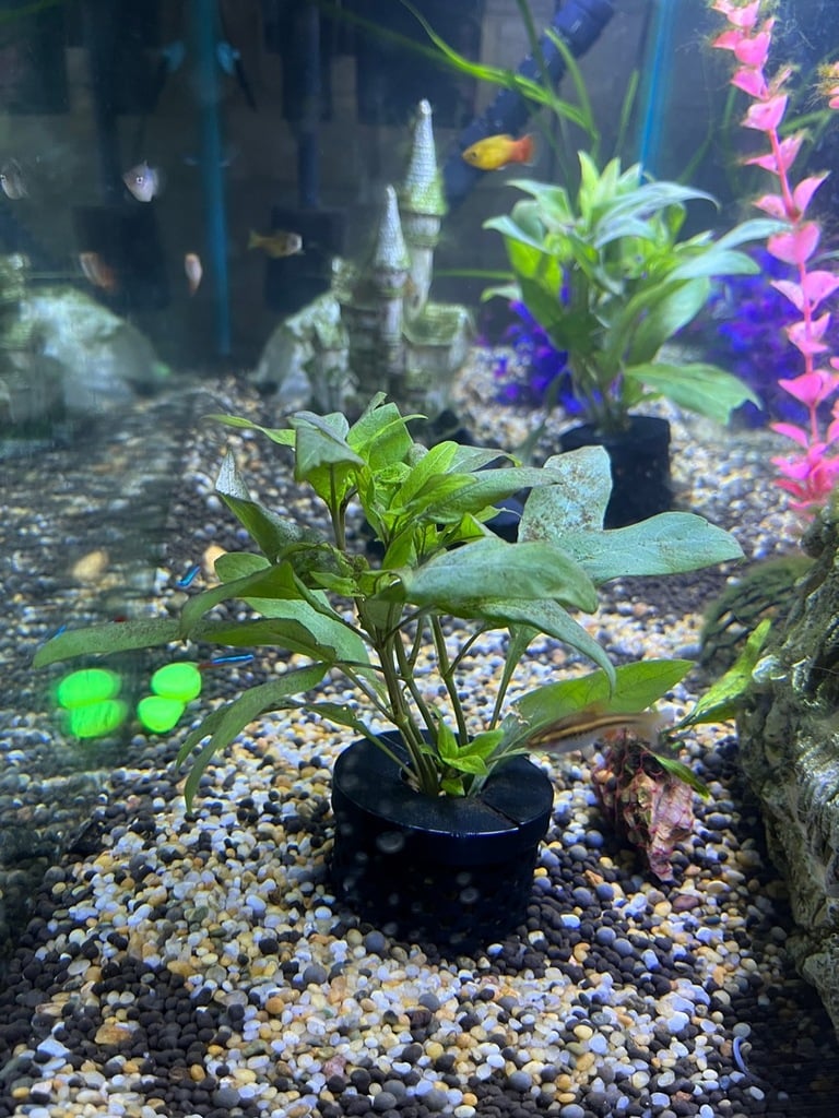 Aquarium Planter with Two Part Lid