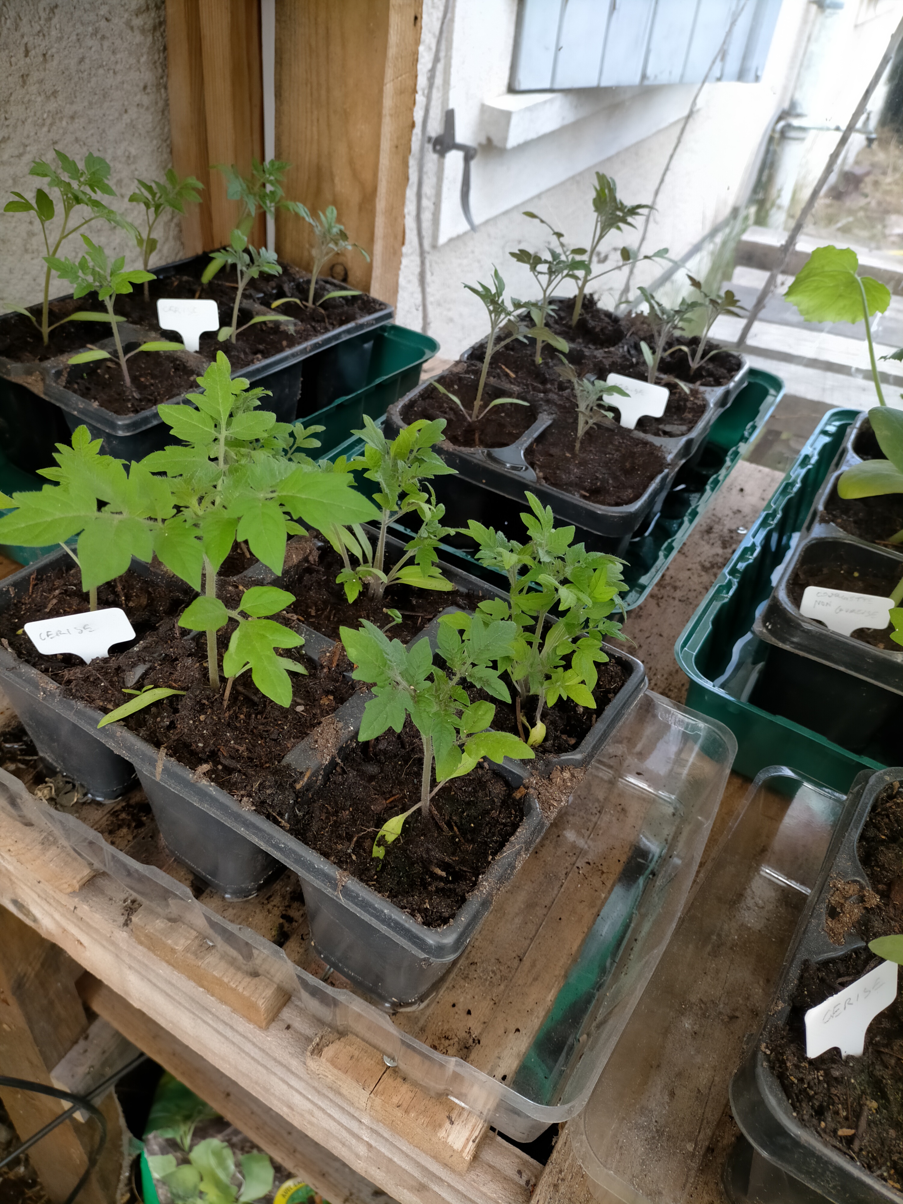 Etiquettes de semis - Seedling Labels