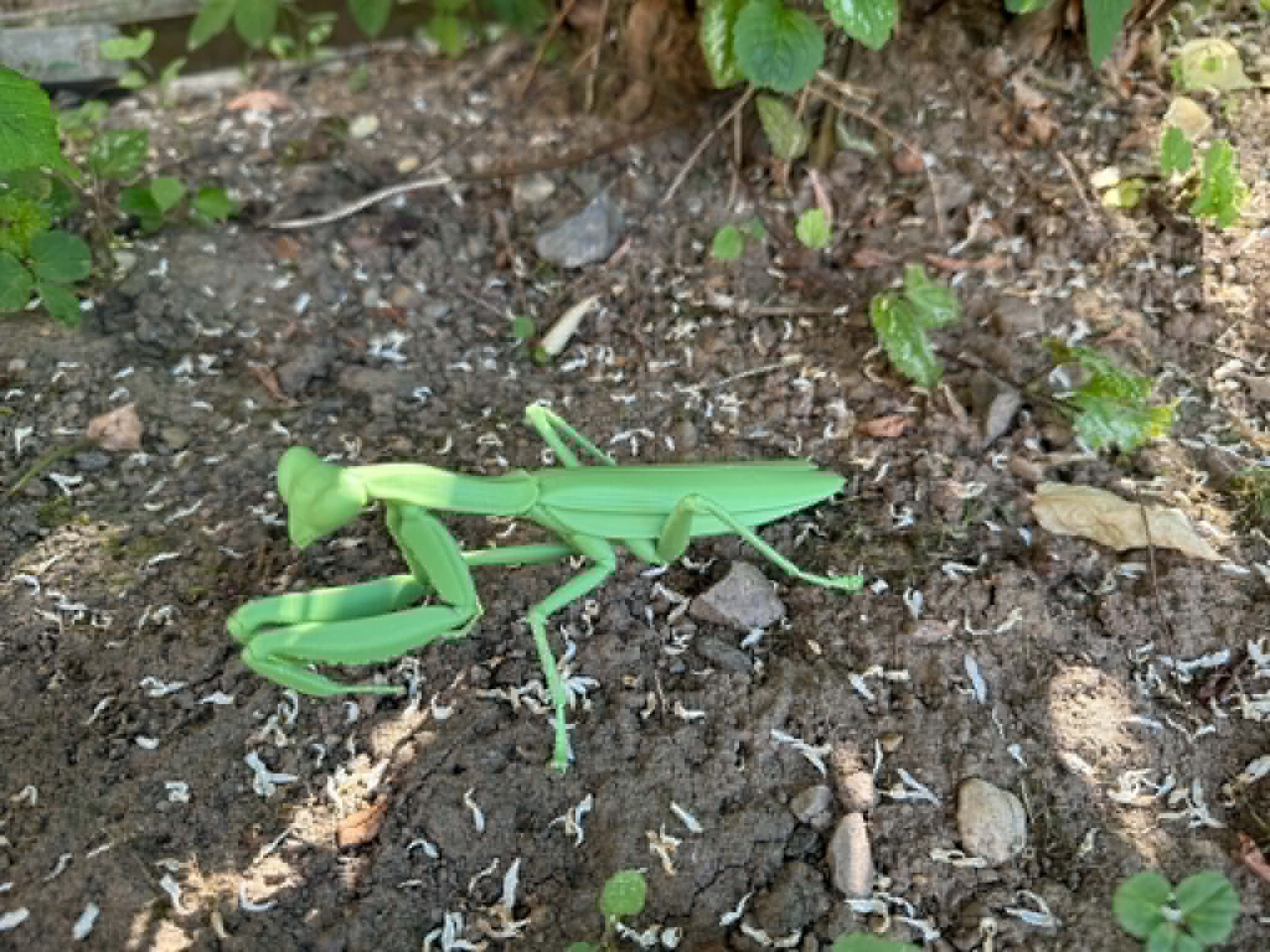Miniatura 3 do modelo 3D Insect Praying Mantis