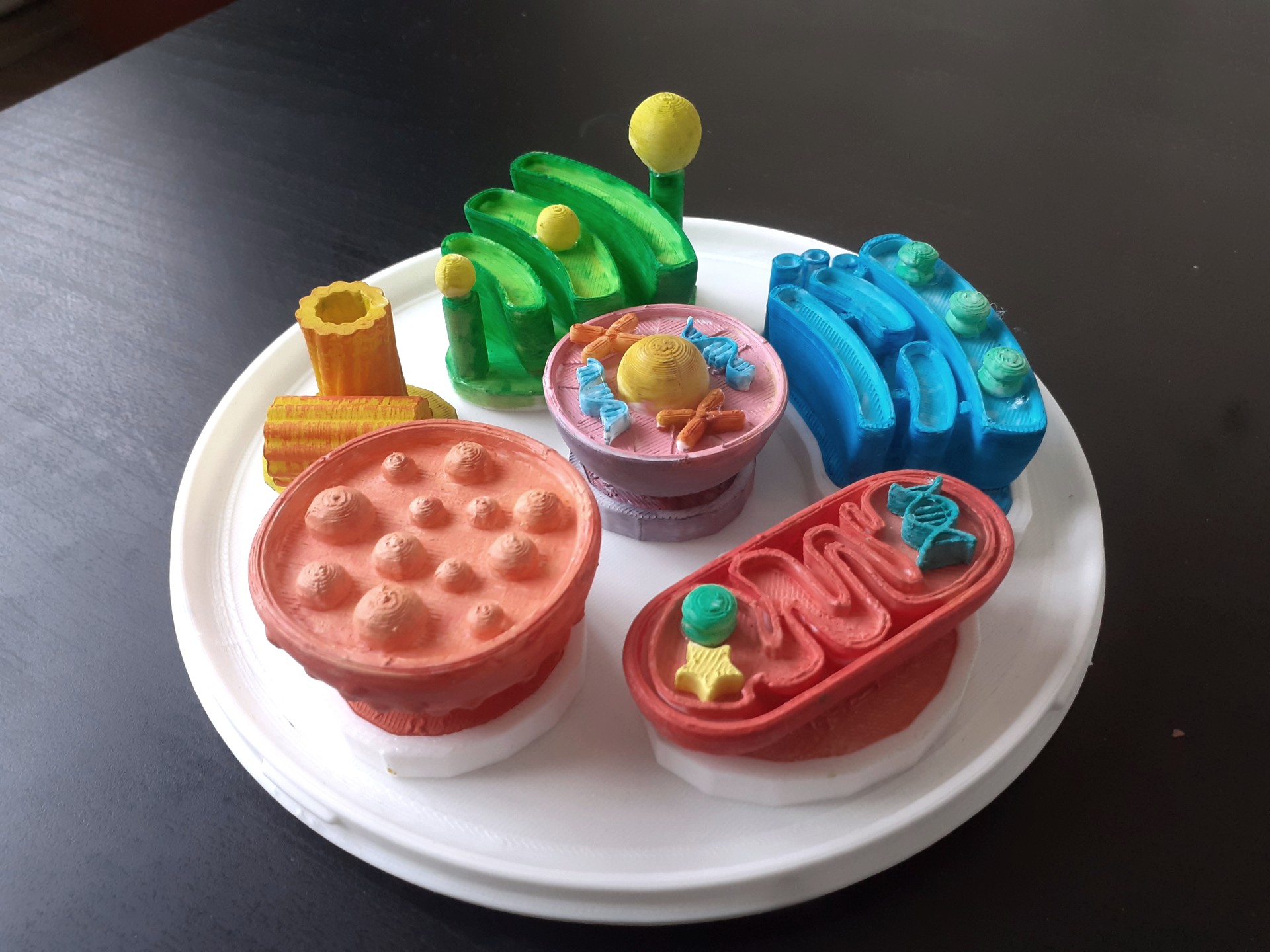 Eukaryotic Cell Model