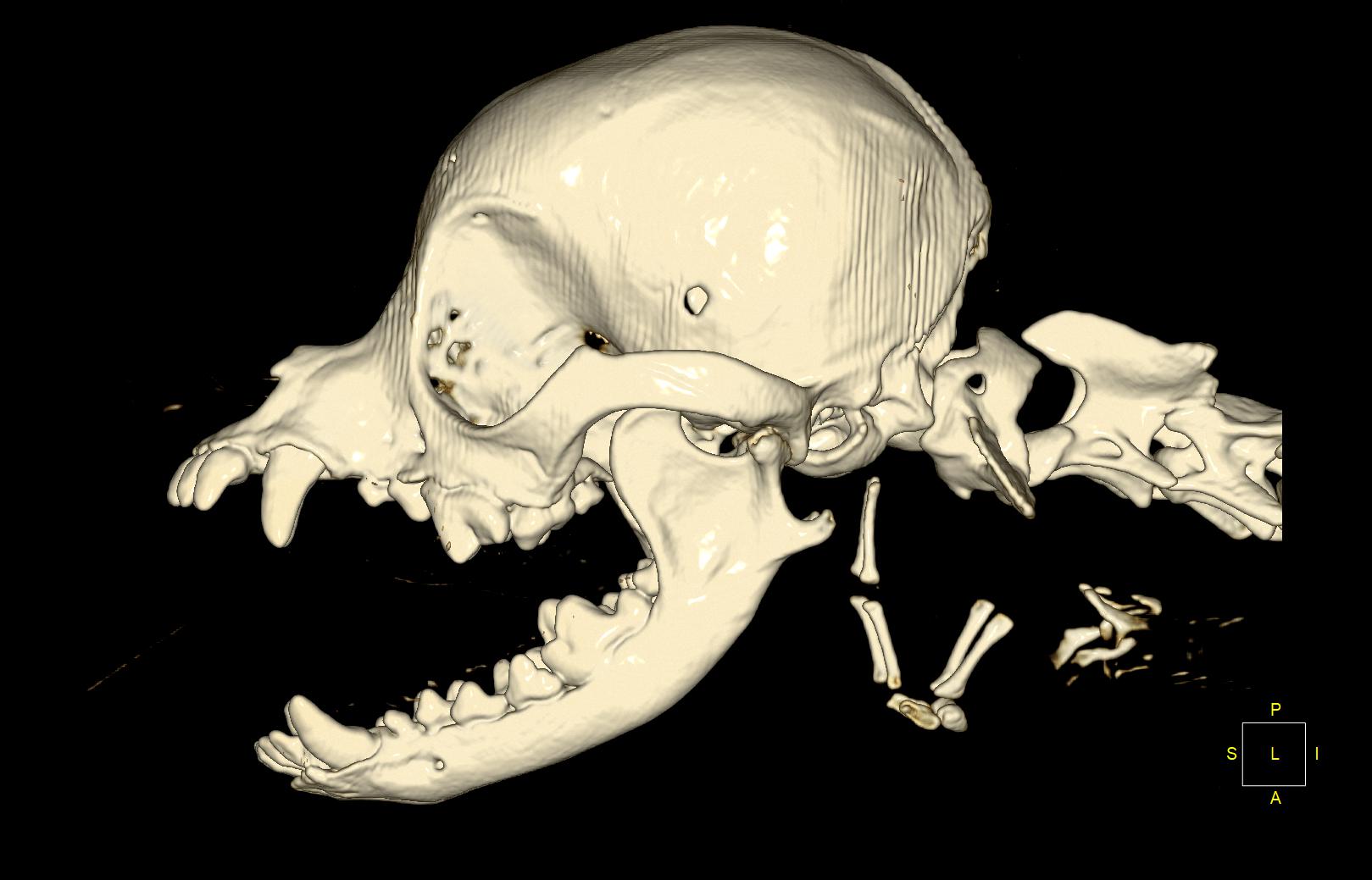 The skull of a Pomeranian with malformation of the skull bones created ...