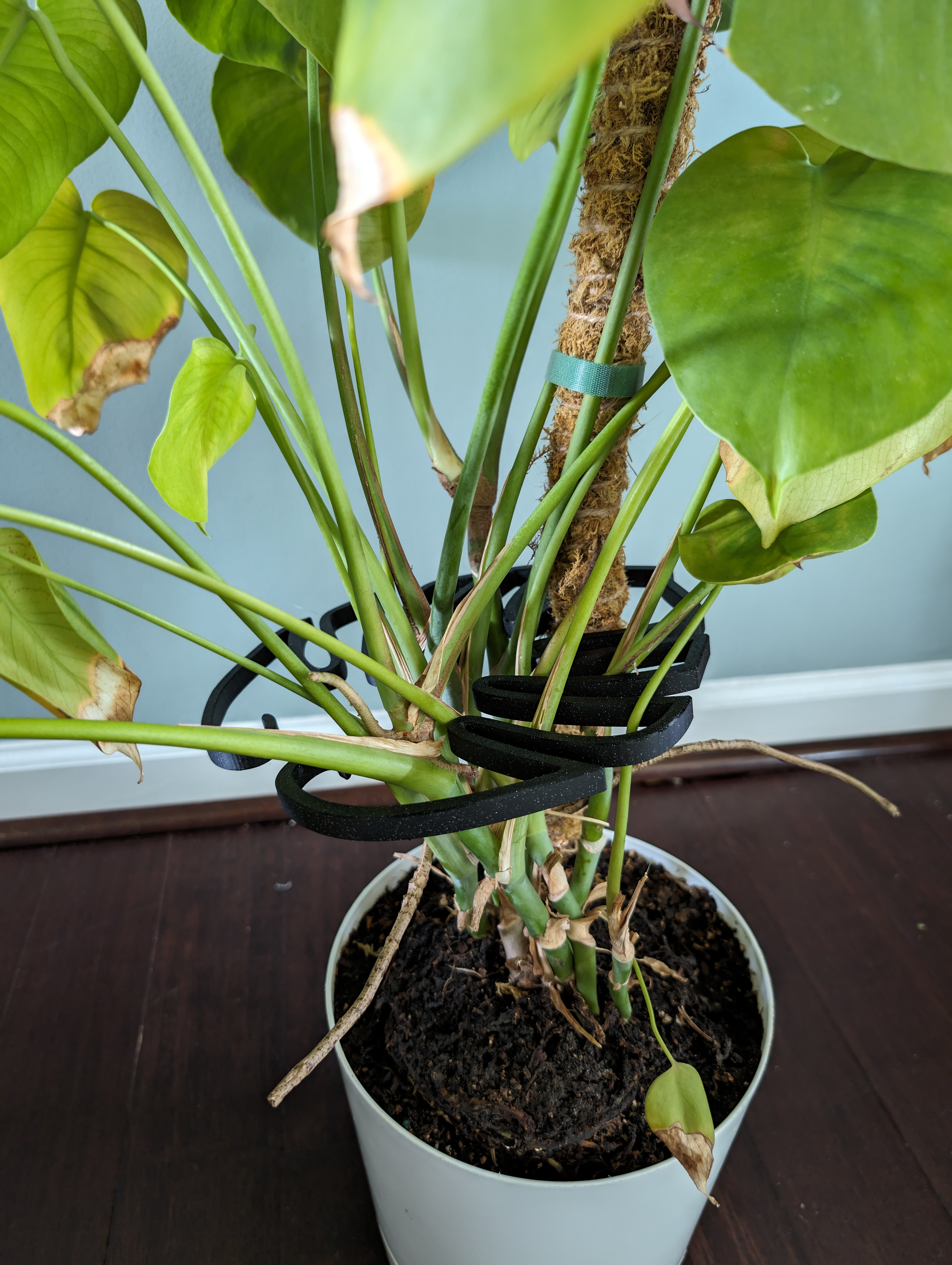 V2 Monstera Plant support in leaf shape