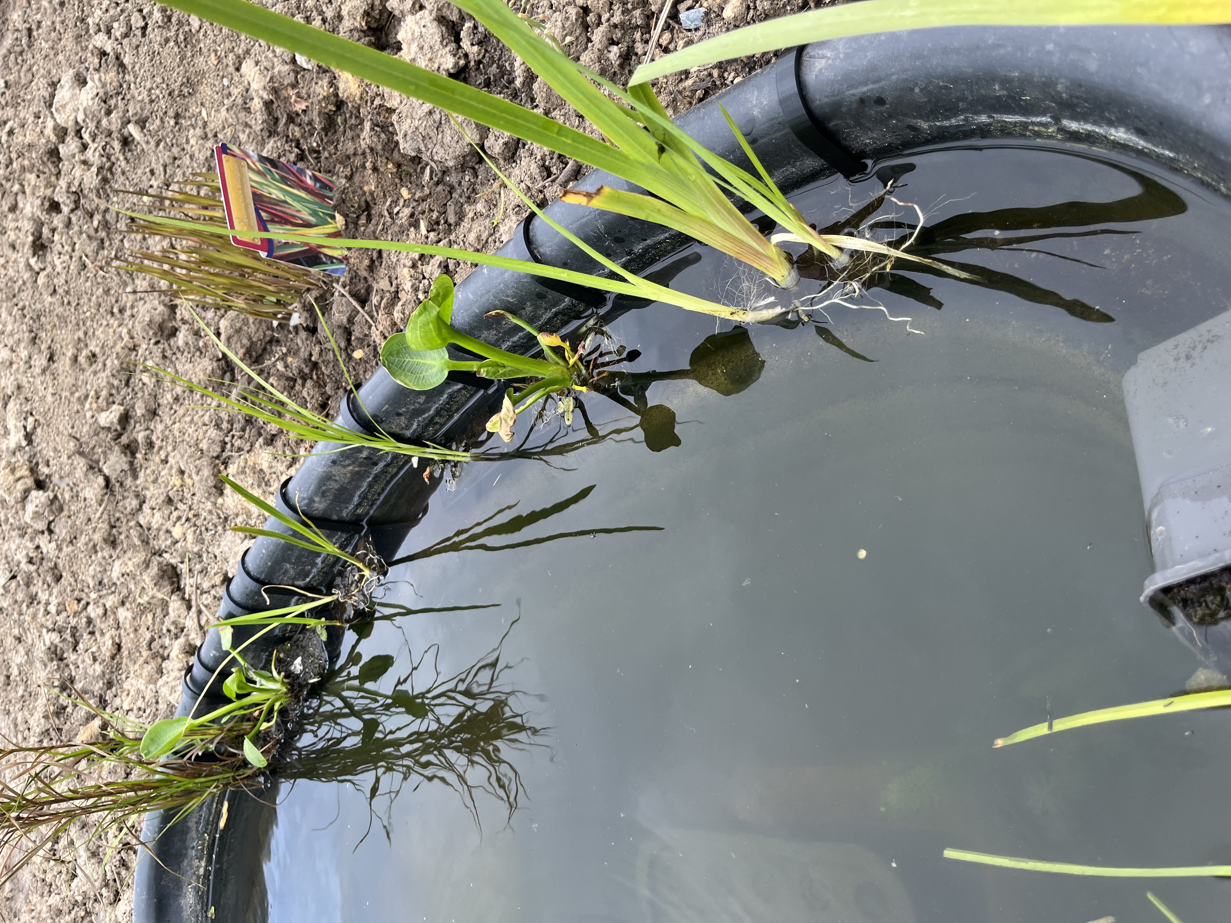 Teich Pflanzen Korb / Pond Plant Basket