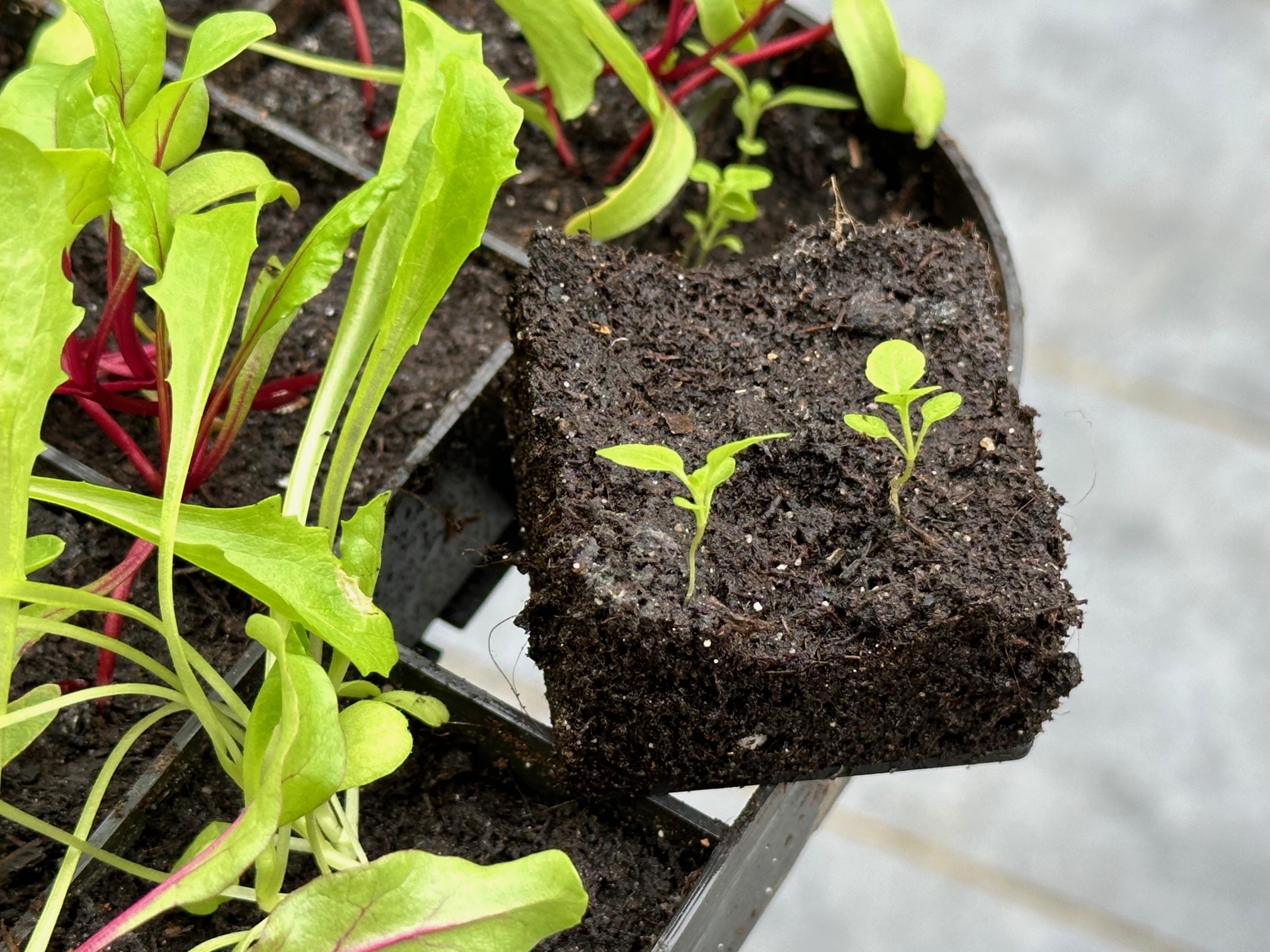 The Easy Seeding Boxes for greenhouse
