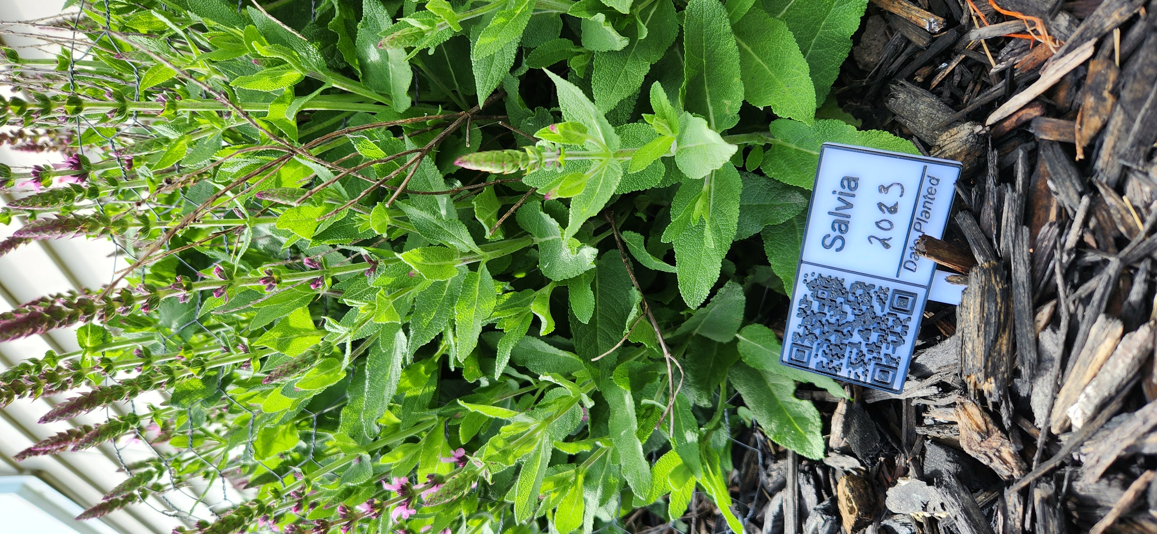 Miniatura 2 do modelo 3D QR Code Plant Tag