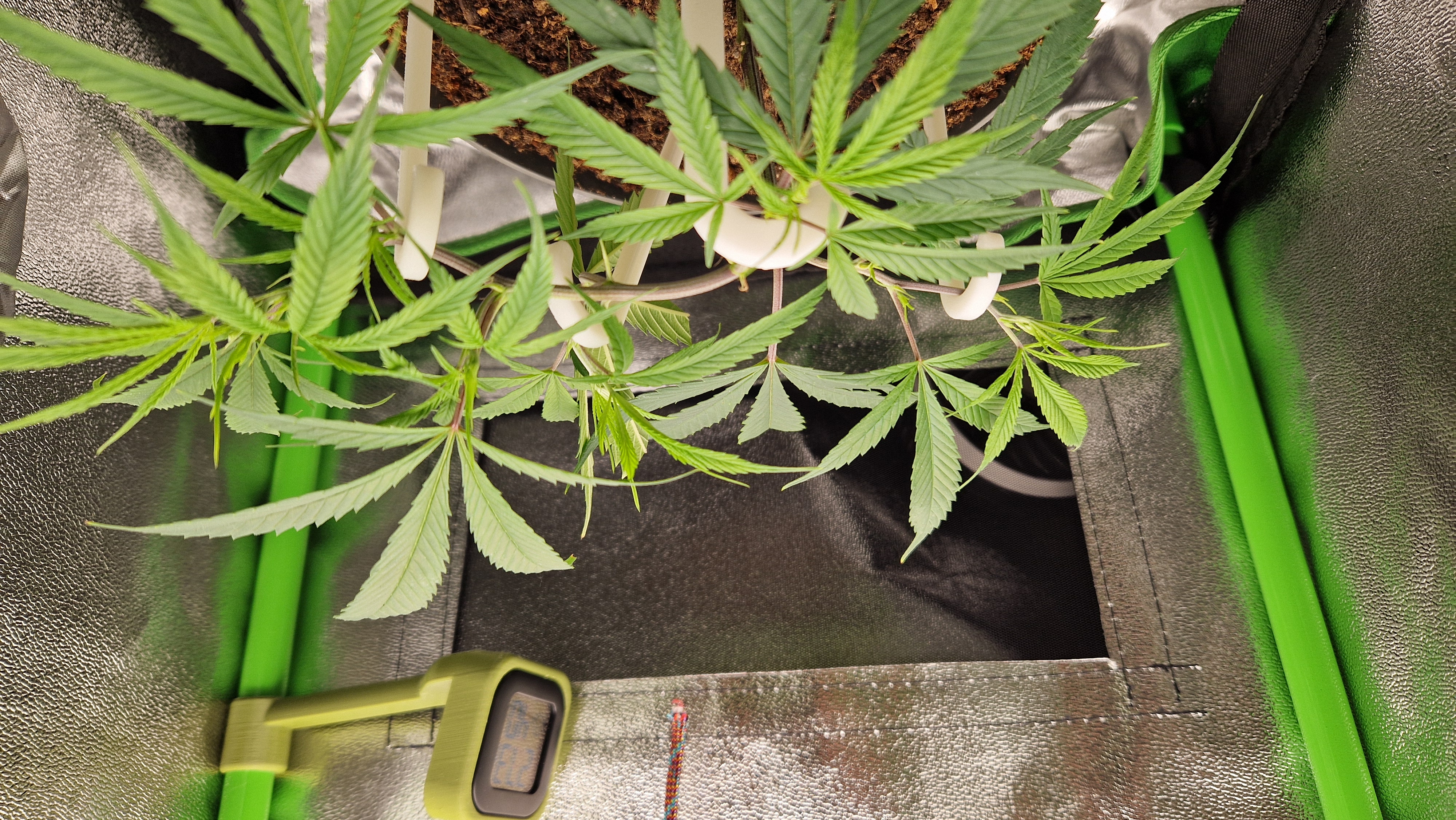 LST sticks