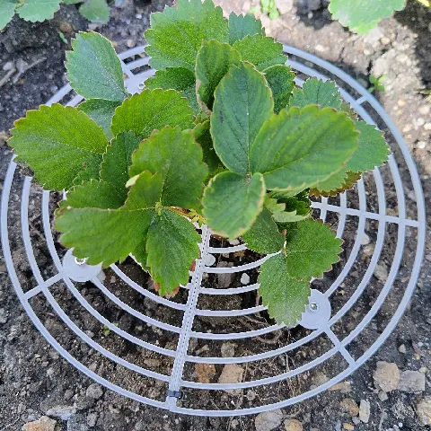 Strawberry support