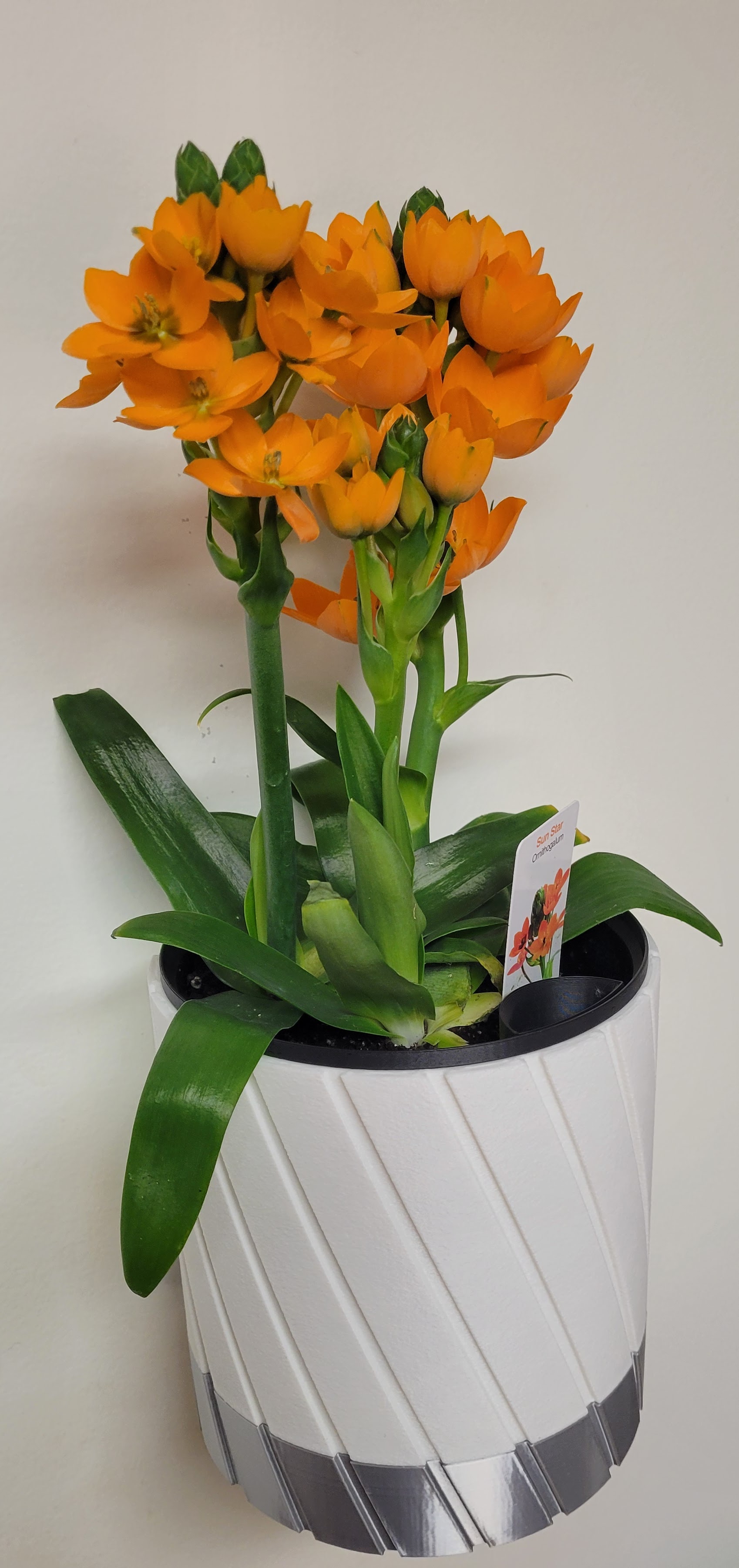 Wall Vase with Integrated Water Distribution System #2