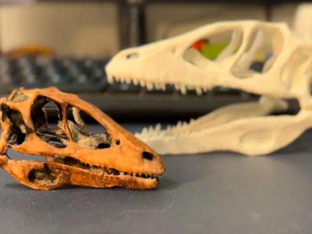 Deinonychus Skull (symmetrical)