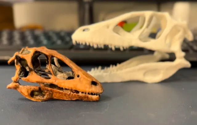 Deinonychus Skull (symmetrical)