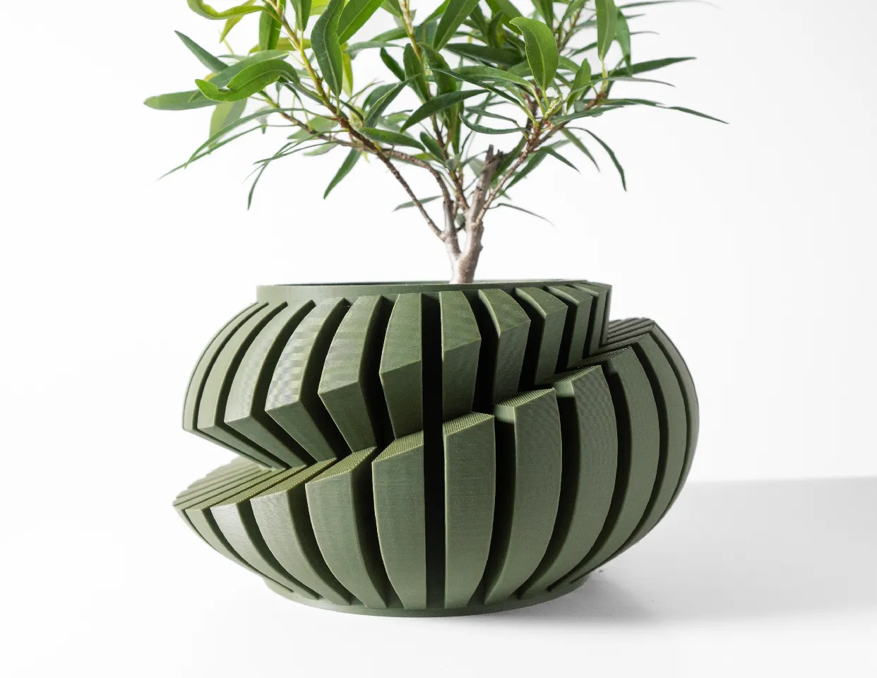 monstera albo plants Monstera Borsigiana Albo Variegated A