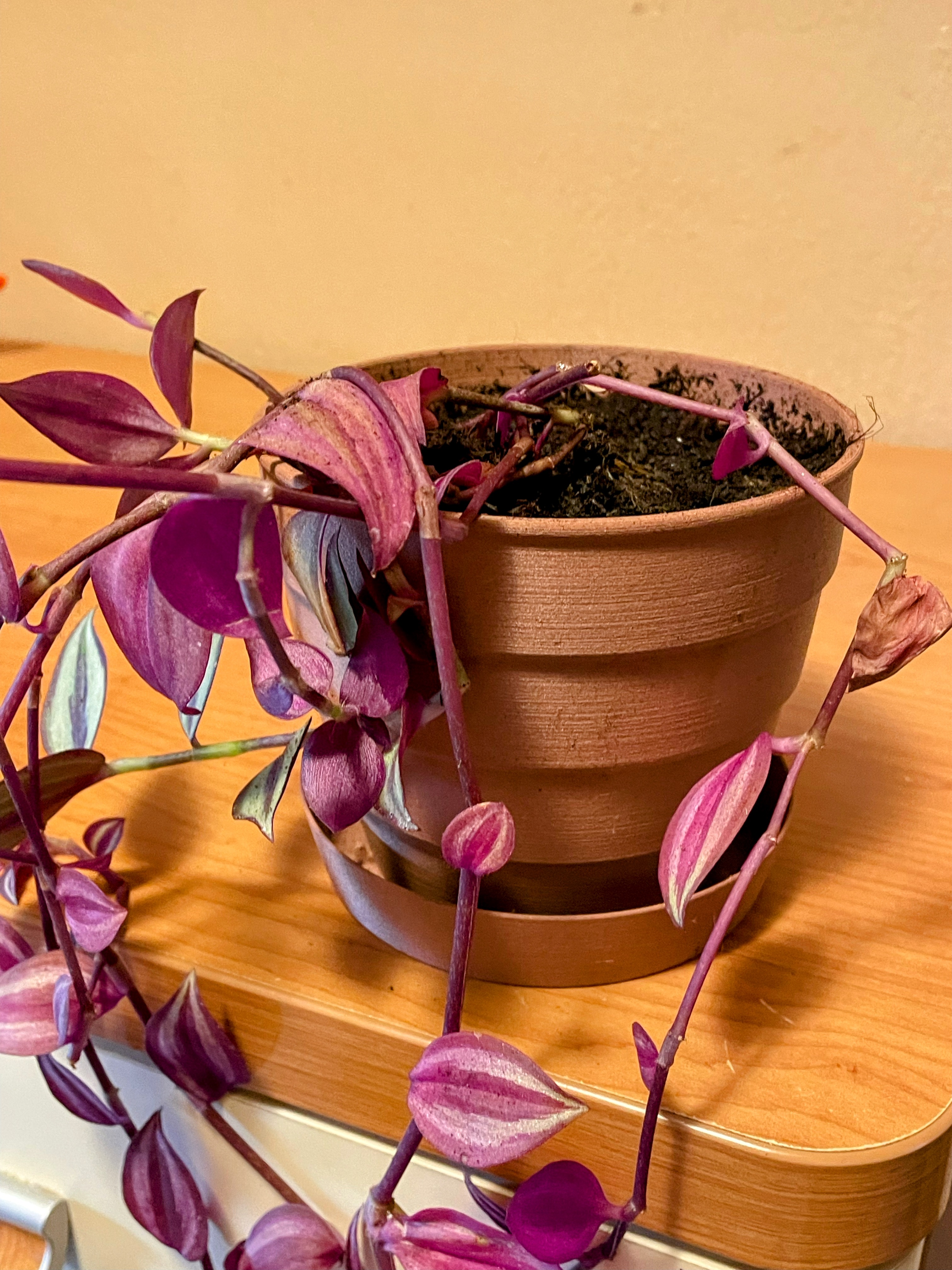 Plantpot — miniatura 2