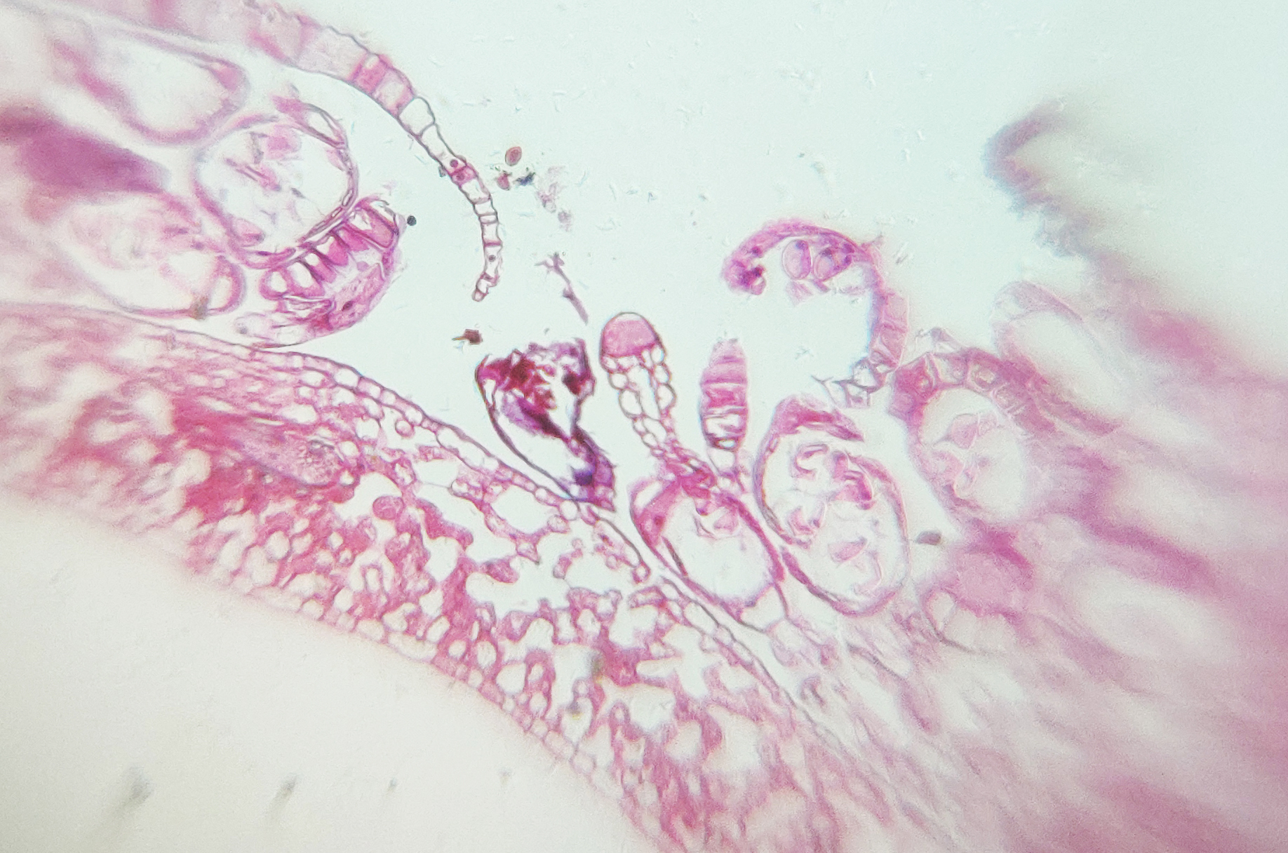 Miniatura 7 do modelo 3D Mobile Microscope
