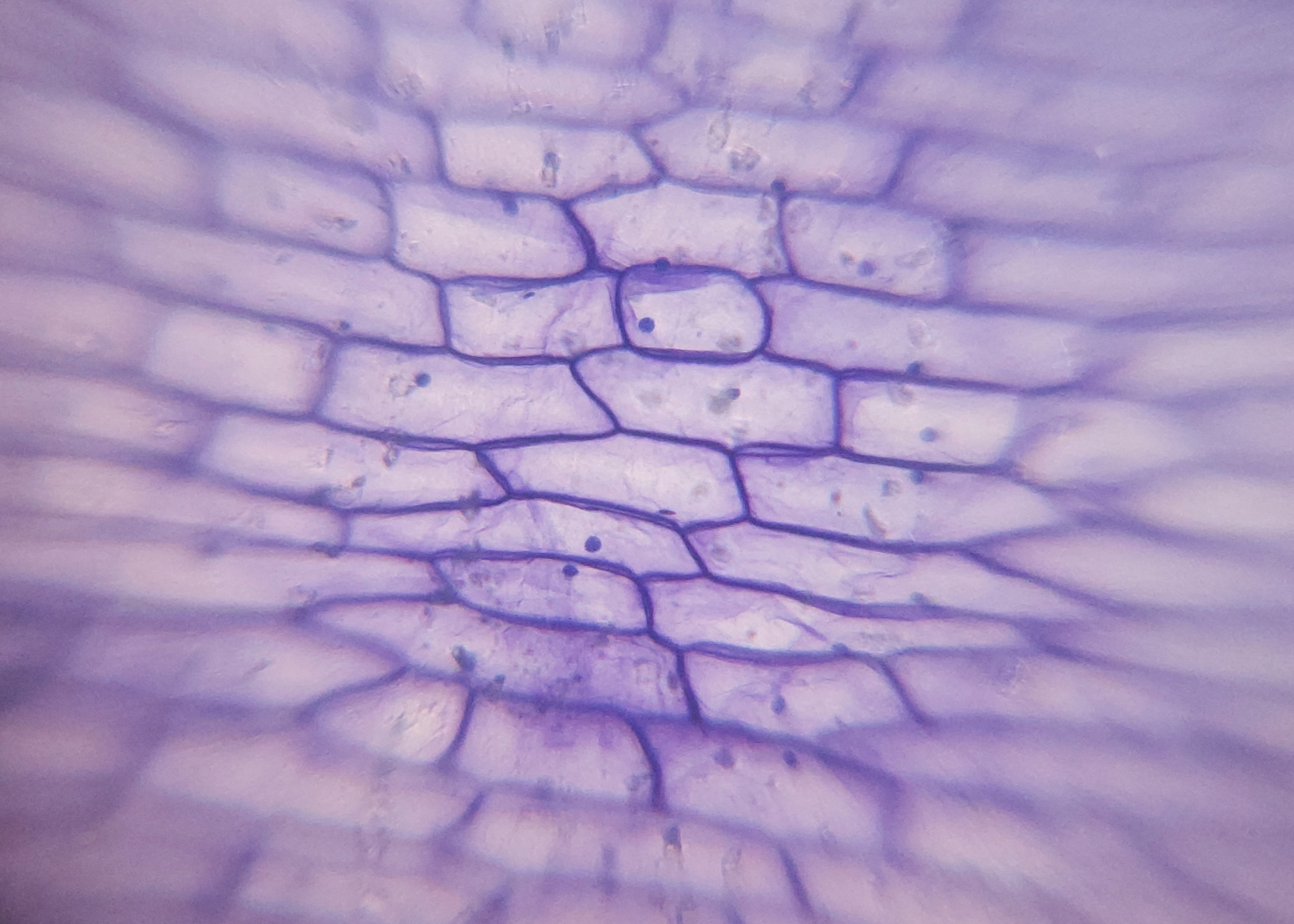 Miniatura 8 do modelo 3D Mobile Microscope