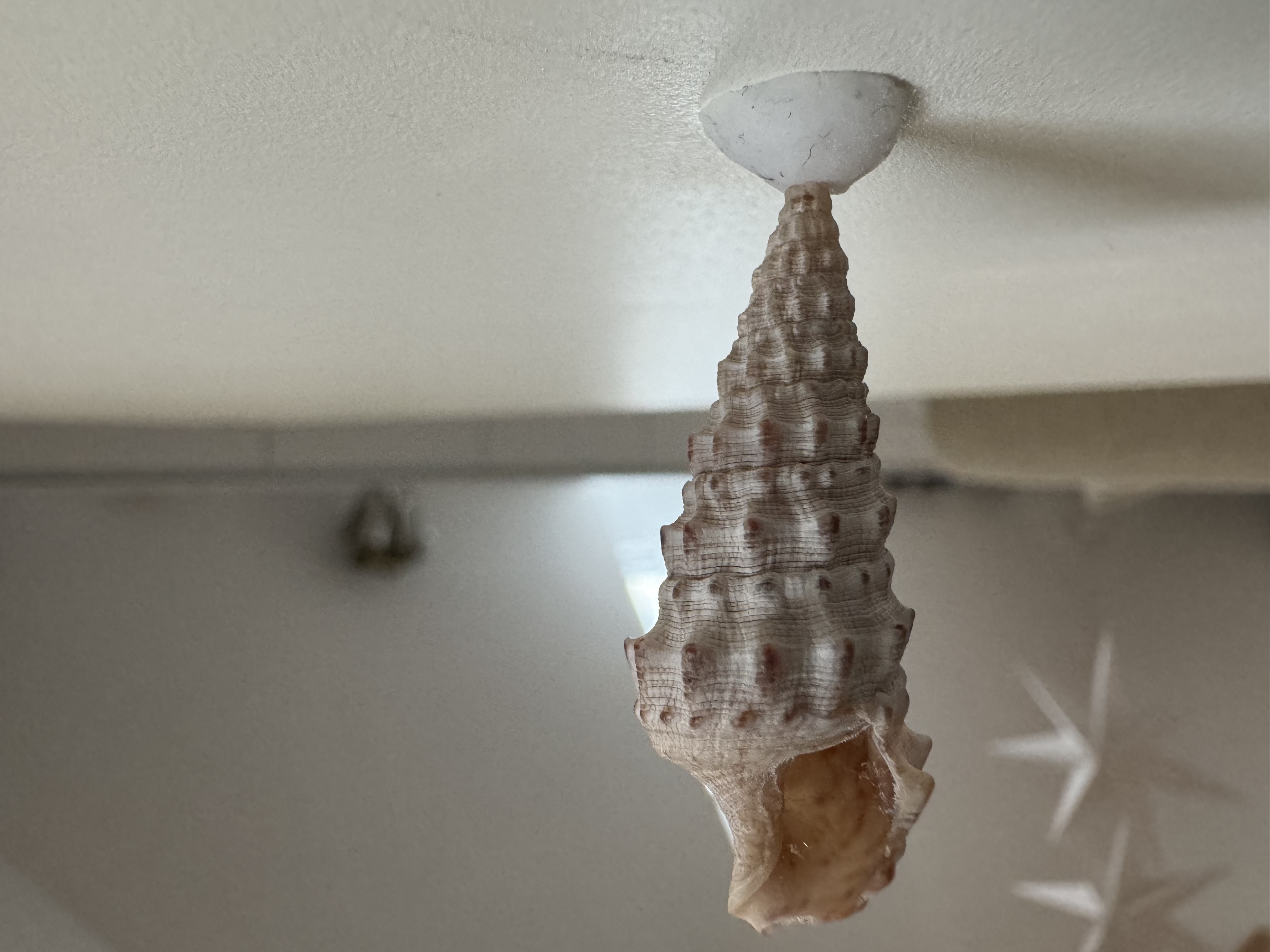 Cerithium snail shell with stand