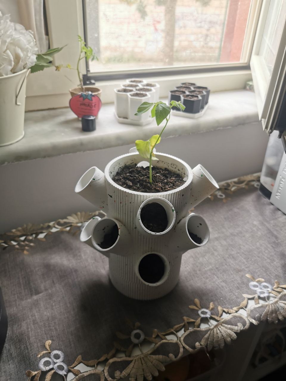 MULTI PLANTS