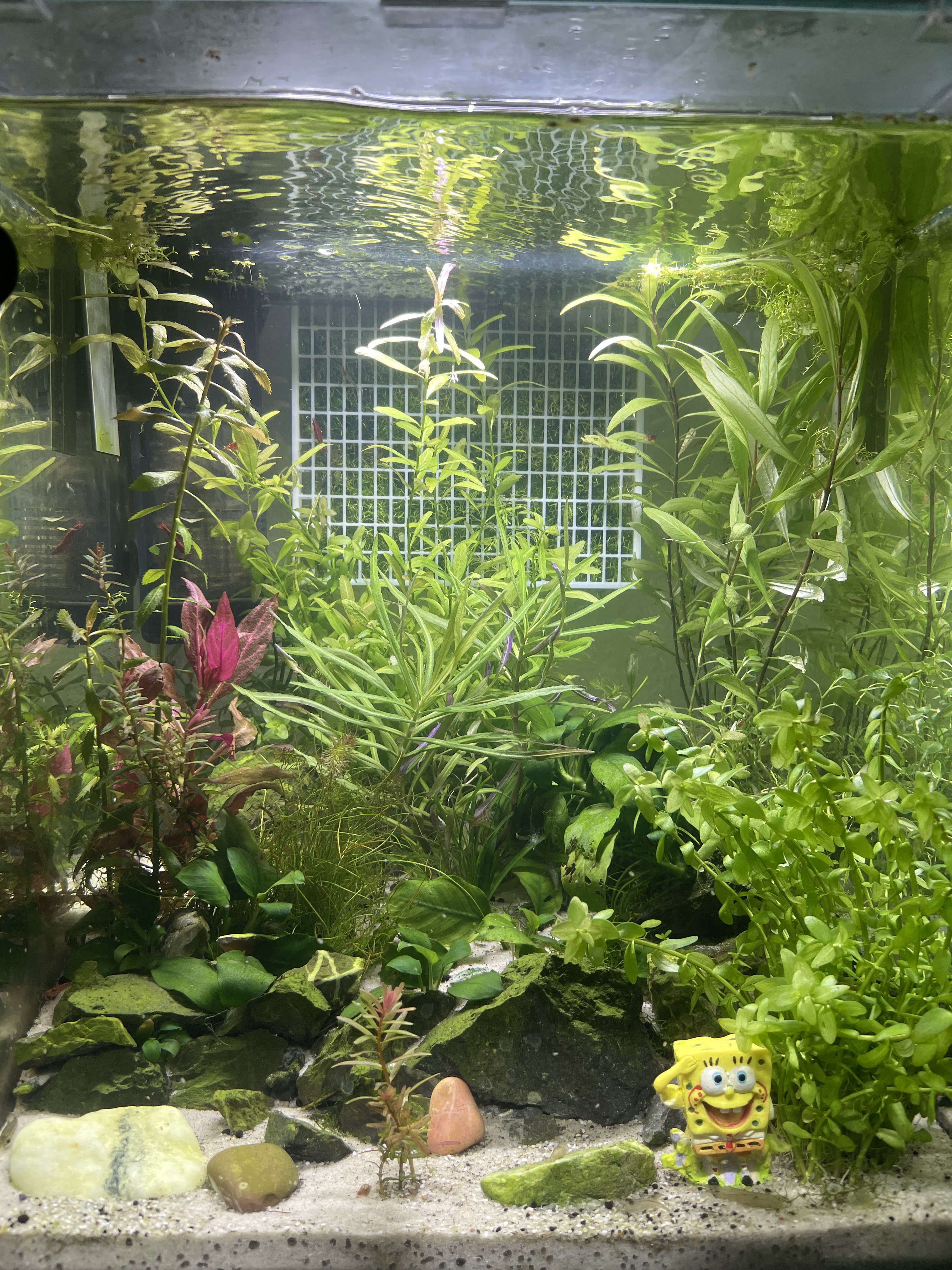 Aqua scap Aquarium grid holder for moss and plants 16x16cm