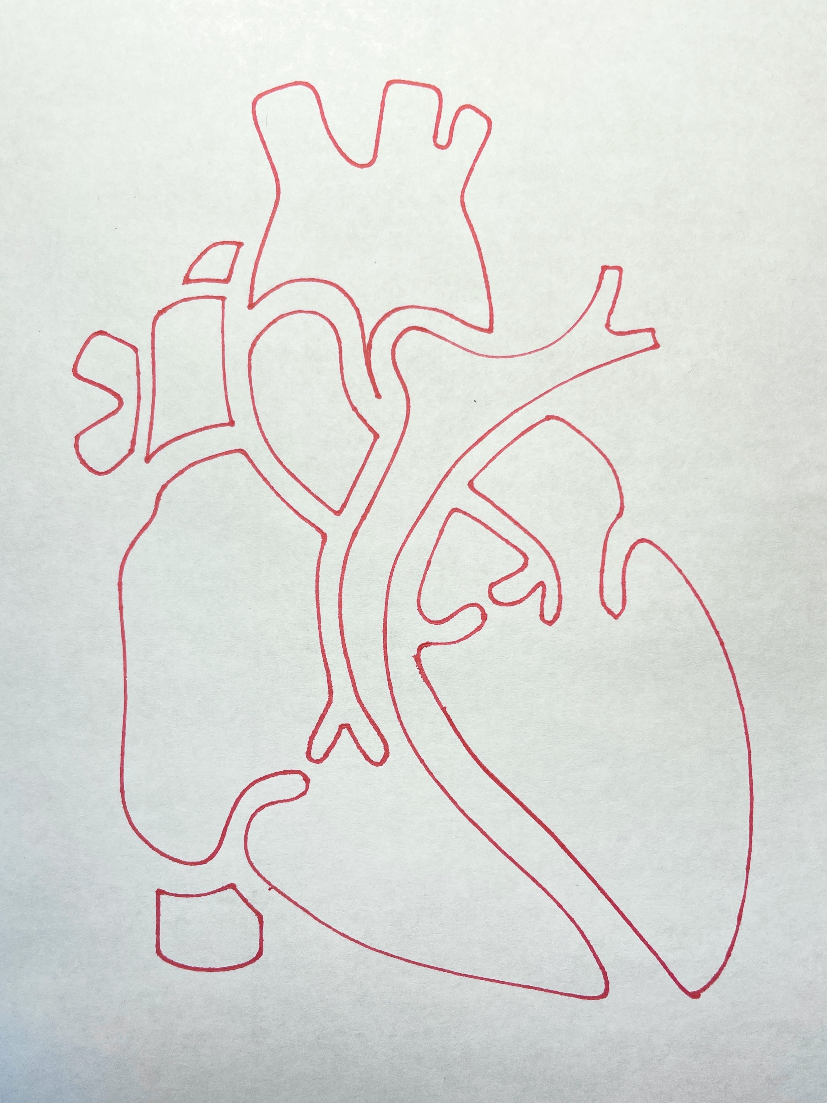 Cardiac Anatomy Template by Enhe | Download free STL model | Printables.com