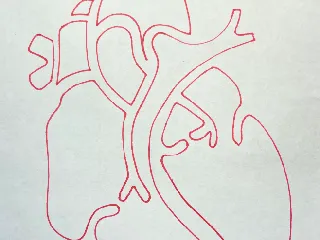 Cardiac Anatomy Template by Enhe | Download free STL model | Printables.com