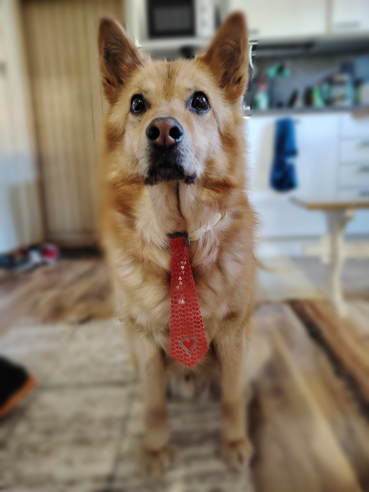 Dog tie by Pete | Download free STL model | Printables.com