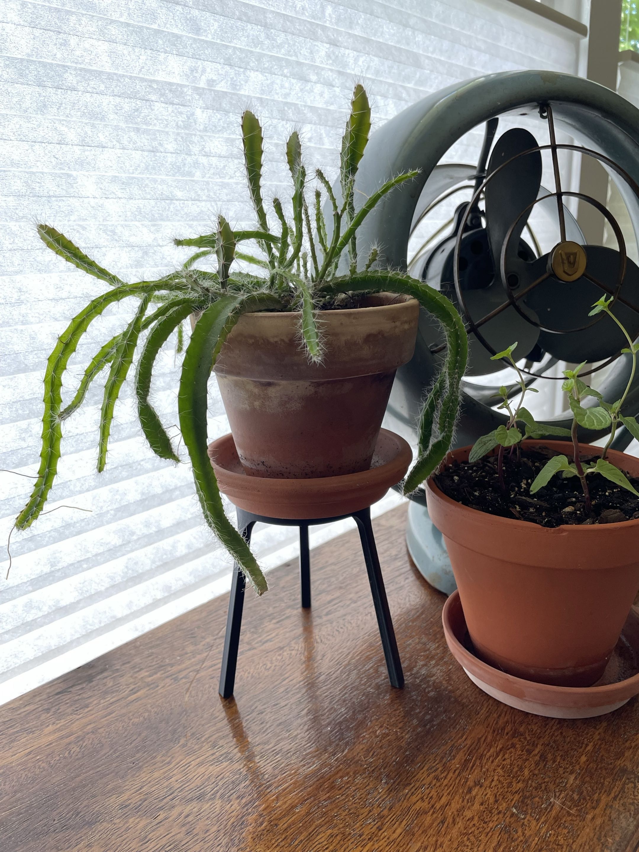 Mini Plant Stands - Minimalist & Scalable